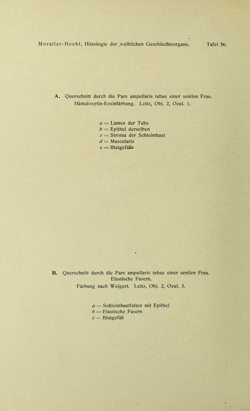 A. Querschnitt durch die Pars ampullaris tubae einer senilen Frau. Hämatoxplin-Eosinfärbung. Leitz, Obj. 2, Ocul. 1. a = Lumen der Tube b = Epithel derselben c = Stroma der Schleimhaut d = Muscularis e = Blutgefäße B. Querschnitt durch die Pars ampullaris tubae einer senilen Frau. Elastische Fasern. Färbung nach Weigert. Leitz, Obj. 2, Ocul. 3. a = Schleimhautfalten mit Epithel b — Elastische Fasern c = Blutgefäß