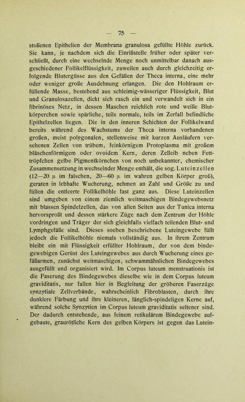 stoßenen Epithelien der Membrana granulosa gefüllte Höhle zurück. Sie kann, je nachdem sich die Einrißstelle früher oder später ver- schließt, durch eine wechselnde Menge noch unmittelbar danach aus- geschiedener Follikelflüssigkeit, zuweilen auch durch gleichzeitig er- folgende Blutergüsse aus den Gefäßen der Theca interna, eine mehr oder weniger große Ausdehnung erlangen. Die den Hohlraum er- füllende Masse, bestehend aus schleimig-wässeriger Flüssigkeit, Blut und Granulosazellen, dickt sich rasch ein und verwandelt sich in ein fibrinöses Netz, in dessen Maschen reichlich rote und weiße Blut- körperchen sowie spärliche, teils normale, teils im Zerfall befindliche Epithelzellen liegen. Die in den inneren Schichten der Follikelwand bereits während des Wachstums der Theca interna vorhandenen großen, meist polygonalen, stellenweise mit kurzen Ausläufern ver- sehenen Zellen von trübem, feinkörnigem Protoplasma mit großem bläschenförmigem oder ovoidem Kern, deren Zelleib neben Fett- tröpfchen gelbe Pigmentkörnchen von noch unbekannter, chemischer Zusammensetzung in wechselnder Menge enthält, die sog. Lutein zellen (12—20 ja im falschen, 20—60 jjl im wahren gelben Körper groß), geraten in lebhafte Wucherung, nehmen an Zahl und Größe zu und füllen die entleerte Follikelhöhle fast ganz aus. Diese Luteinzellen sind umgeben von einem ziemlich weitmaschigen Bindegewebsnetz mit blassen Spindelzellen, das von allen Seiten aus der Tunica interna hervorsproßt und dessen stärkere Züge nach dem Zentrum der Höhle Vordringen und Träger der sich gleichfalls vielfach teilenden Blut- und Lymphgefäße sind. Dieses soeben beschriebene Luteingewebe füllt jedoch die Follikelhöhle niemals vollständig aus. ln ihrem Zentrum bleibt ein mit Flüssigkeit erfüllter Hohlraum, der von dem binde- gewebigen Gerüst des Luteingewebes aus durch Wucherung eines ge- fäßarmen, zunächst weitmaschigen, schwammähnlichen Bindegewebes ausgefüllt und organisiert wird. Im Corpus luteum menstruationis ist die Faserung des Bindegewebes dieselbe wie in dem Corpus luteum graviditatis, nur fallen hier in Begleitung der gröberen Faserzüge synzytiale Zellverbände, wahrscheinlich Fibroblasten, durch ihre dunklere Färbung und ihre kleineren, länglich-spindeligen Kerne auf, während solche Synzytien im Corpus luteum graviditatis seltener sind. Der dadurch entstehende, aus feinem retikulärem Bindegewebe auf- gebaute, graurötliche Kern des gelben Körpers ist gegen das Lutein-