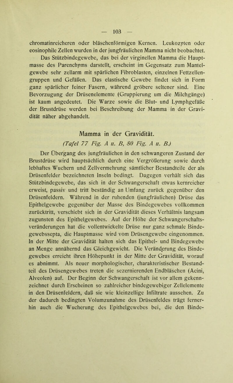 chromatinreicheren oder bläschenförmigen Kernen. Leukozyten oder eosinophile Zellen wurden in der jungfräulichen Mamma nicht beobachtet. Das Stützbindegewebe, das bei der virginellen Mamma die Haupt- masse des Parenchyms darstellt, erscheint im Gegensatz zum Mantel- gewebe sehr zellarm mit spärlichen Fibroblasten, einzelnen Fettzellen- gruppen und Gefäßen. Das elastische Gewebe findet sich in Form ganz spärlicher feiner Fasern, während gröbere seltener sind. Eine Bevorzugung der Drüsenelemente (Gruppierung um die Milchgänge) ist kaum angedeutet. Die Warze sowie die Blut- und Lymphgefäße der Brustdrüse werden bei Beschreibung der Mamma in der Gravi- dität näher abgehandelt. Mamma in der Gravidität. (Tafel 77 Fig. A u. B, 80 Fig A u. B.) Der Übergang des jungfräulichen in den schwangeren Zustand der Brustdrüse wird hauptsächlich durch eine Vergrößerung sowie durch lebhaftes Wuchern und Zellvermehrung sämtlicher Bestandteile der als Drüsenfelder bezeichneten Inseln bedingt. Dagegen verhält sich das Stützbindegewebe, das sich in der Schwangerschaft etwas kernreicher erweist, passiv und tritt beständig an Umfang zurück gegenüber den Drüsenfeldern. Während in der ruhenden (jungfräulichen) Drüse das Epithelgewebe gegenüber der Masse des Bindegewebes vollkommen zurücktritt, verschiebt sich in der Gravidität dieses Verhältnis langsam zugunsten des Epithelgewebes. Auf der Höhe der Schwangerschafts- veränderungen hat die vollentwickelte Drüse nur ganz schmale Binde- gewebssepta, die Hauptmasse wird vom Drüsengewebe eingenommen. In der Mitte der Gravidität halten sich das Epithel- und Bindegewebe an Menge annähernd das Gleichgewicht. Die Veränderung des Binde- gewebes erreicht ihren Höhepunkt in der Mitte der Gravidität, worauf es abnimmt. Als neuer morphologischer, charakteristischer Bestand- teil des Drüsengewebes treten die sezernierenden Endbläschen (Acini, Alveolen) auf. Der Beginn der Schwangerschaft ist vor allem gekenn- zeichnet durch Erscheinen so zahlreicher bindegewebiger Zellelemente in den Drüsenfeldern, daß sie wie kleinzellige Infiltrate aussehen. Zu der dadurch bedingten Volumzunahme des Drüsenfeldes trägt ferner- hin auch die Wucherung des Epithelgewebes bei, die den Binde-