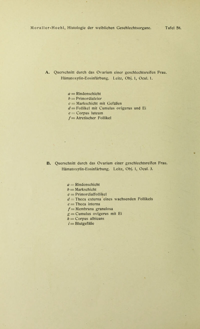 A. Querschnitt durch das Ovarium einer geschlechtsreifen Frau. Hämatoxplin-Eosinfärbung. Leitz, Obj. 1, Ocul. 1. a = Rindenschicht b = Primordialeier c = Markschicht mit Gefäßen z/ = Follikel mit Cumulus ovigerus und Ei e = Corpus luteum f= Atretischer Follikel B. Querschnitt durch das Ovarium einer geschlechtsreifen Frau. Hämatoxplin-Eosinfärbung. Leitz, Obj. 1, Ocul. 3. a = Rindenschicht b = Markschicht c = Primordialfollikel cf = Theca externa eines wachsenden Follikels e = Theca interna /= Membrana granulosa g — Cumulus ovigerus mit Ei h — Corpus albicans i = Blutgefäße