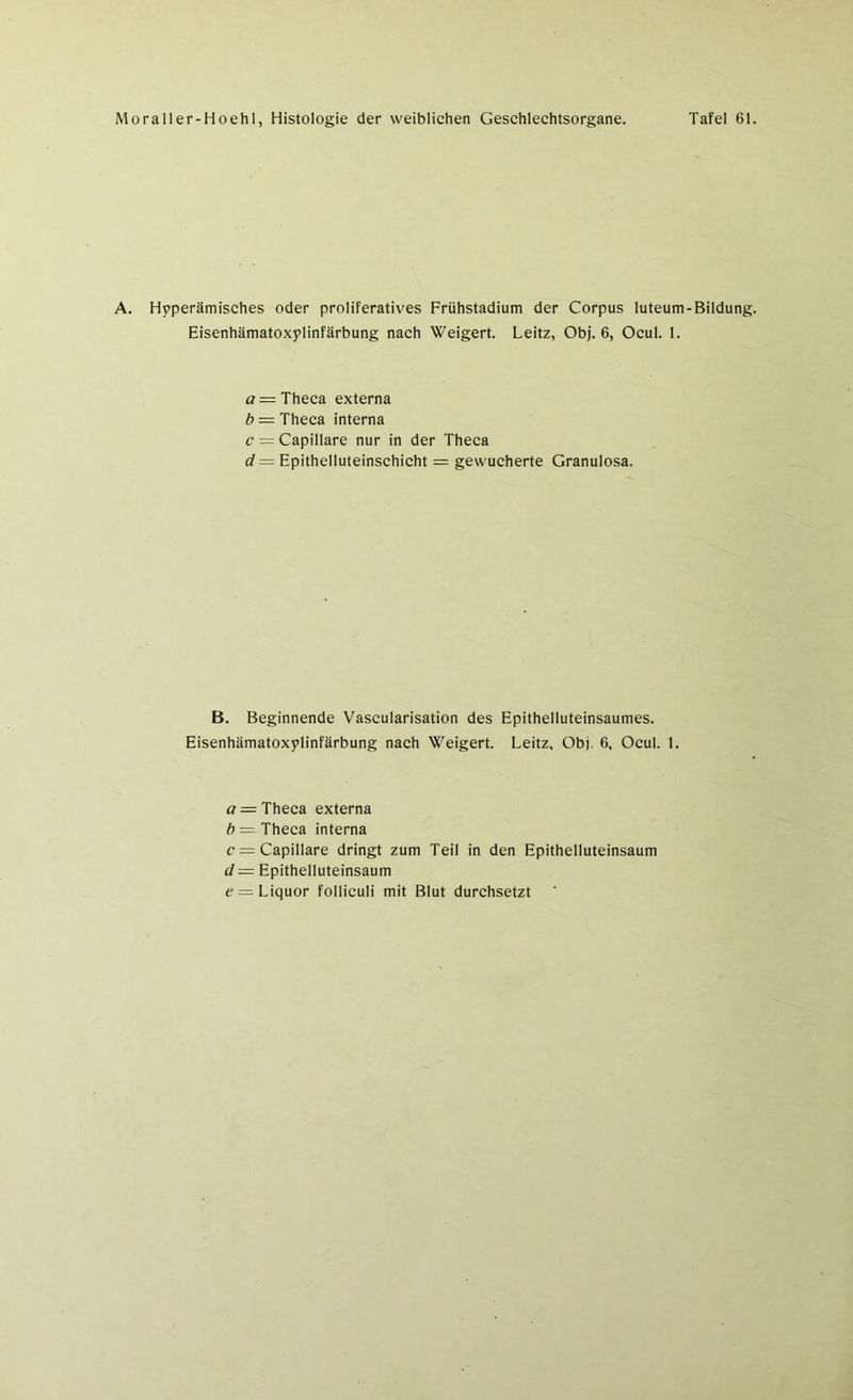 A. Hyperämisches oder proliferatives Frühstadium der Corpus luteum-Bildung. Eisenhämatoxylinfärbung nach Weigert. Leitz, Obj. 6, Ocul. 1. a = Theca externa b = Theca interna c = Capillare nur in der Theca d — Epithelluteinschicht = gewucherte Granulosa. B. Beginnende Vascularisation des Epithelluteinsaumes. Eisenhämatoxylinfärbung nach Weigert. Leitz, Obj. 6, Ocul. 1. a — Theca externa b — Theca interna c = Capillare dringt zum Teil in den Epithelluteinsaum d— Epithelluteinsaum e = Liquor folliculi mit Blut durchsetzt