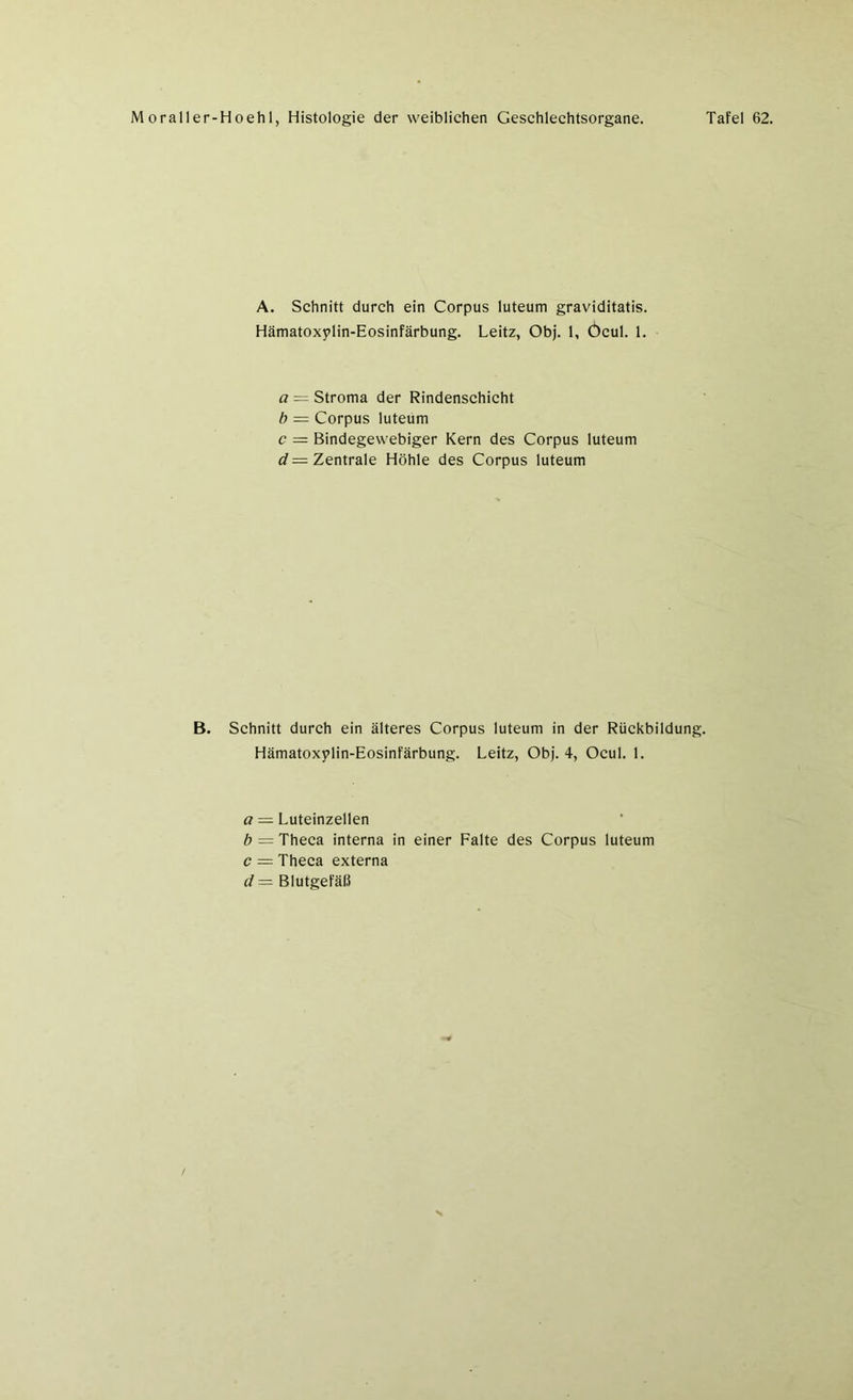 A. Schnitt durch ein Corpus luteum graviditatis. Hämatoxylin-Eosinfärbung. Leitz, Obj. 1, Öeul. 1. a = Stroma der Rindenschicht b — Corpus luteum c = Bindegewebiger Kern des Corpus luteum d = Zentrale Höhle des Corpus luteum B. Schnitt durch ein älteres Corpus luteum in der Rückbildung. Hämatoxylin-Eosinfärbung. Leitz, Obj. 4, Ocul. 1. a = Luteinzellen b = Theca interna in einer Falte des Corpus luteum c = Theca externa d = Blutgefäß /