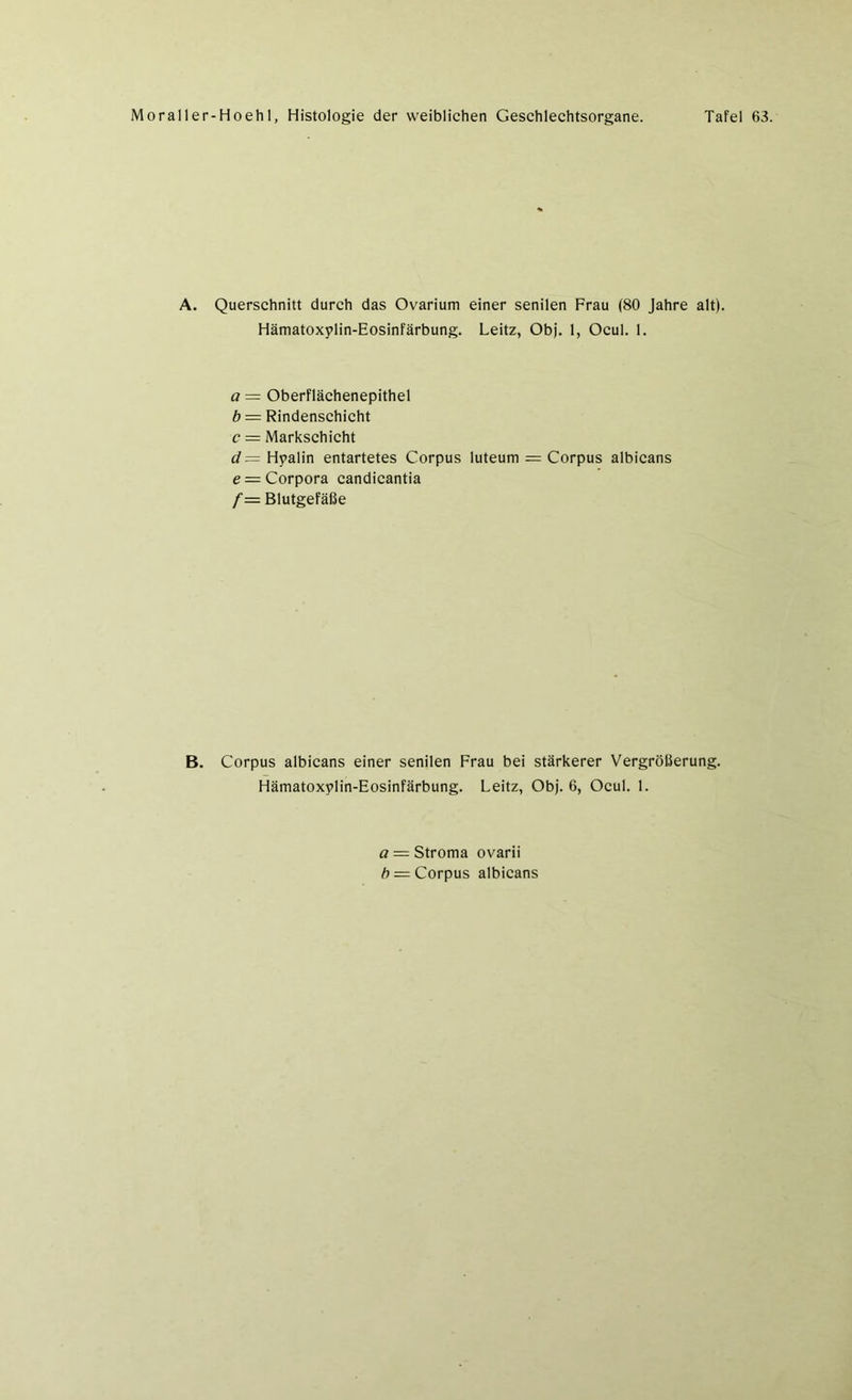 A. Querschnitt durch das Ovarium einer senilen Frau (80 Jahre alt). Hämatoxplin-Eosinfärbung. Leitz, Obj. 1, Ocul. 1. a = Oberflächenepithel b = Rindenschicht c = Markschicht d— Hpalin entartetes Corpus luteum = Corpus albicans e — Corpora candicantia f— Blutgefäße B. Corpus albicans einer senilen Frau bei stärkerer Vergrößerung. Hämatoxplin-Eosinfärbung. Leitz, Obj. 6, Ocul. 1. a — Stroma ovarii b — Corpus albicans