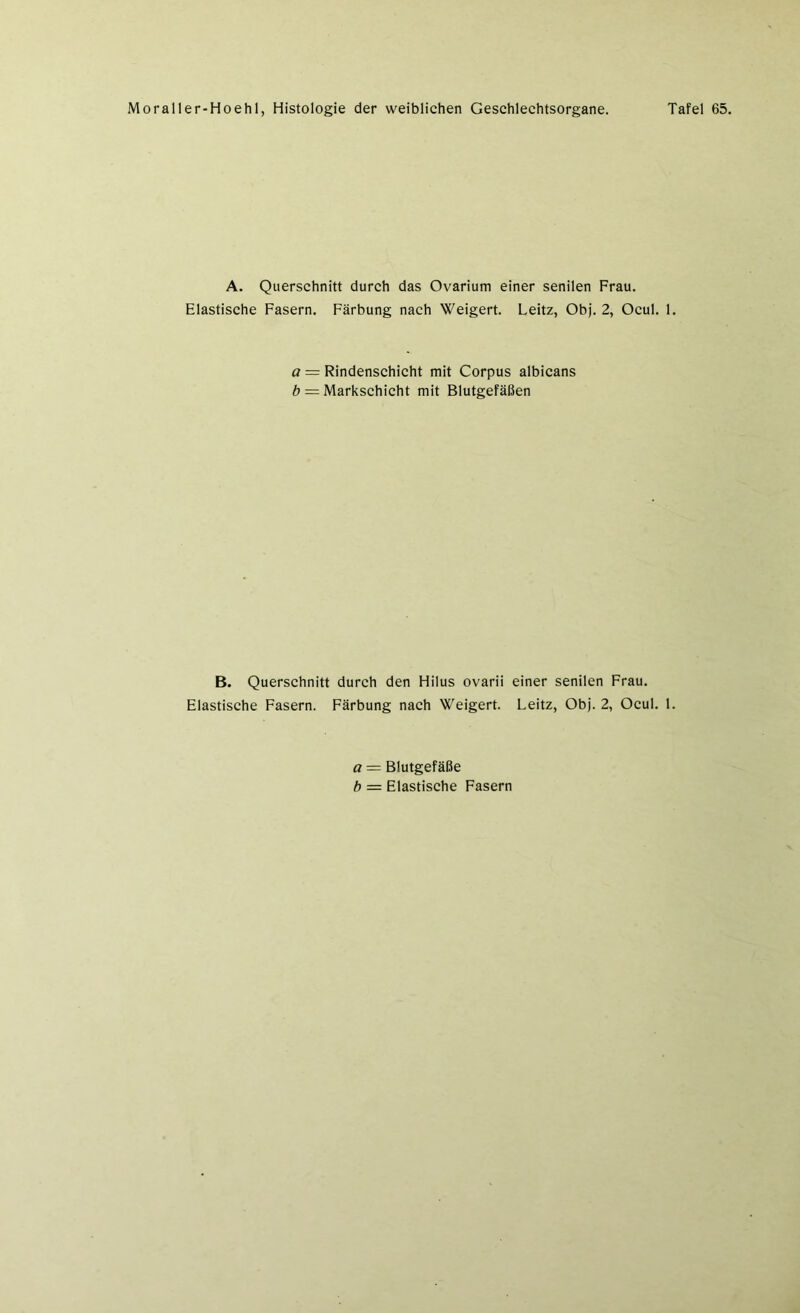 A. Querschnitt durch das Ovarium einer senilen Frau. Elastische Fasern. Färbung nach Weigert. Leitz, Obj. 2, Ocul. 1. a = Rindenschicht mit Corpus albicans b = Markschicht mit Blutgefäßen B. Querschnitt durch den Hilus ovarii einer senilen Frau. Elastische Fasern. Färbung nach Weigert. Leitz, Obj. 2, Ocul. 1. a = Blutgefäße b — Elastische Fasern