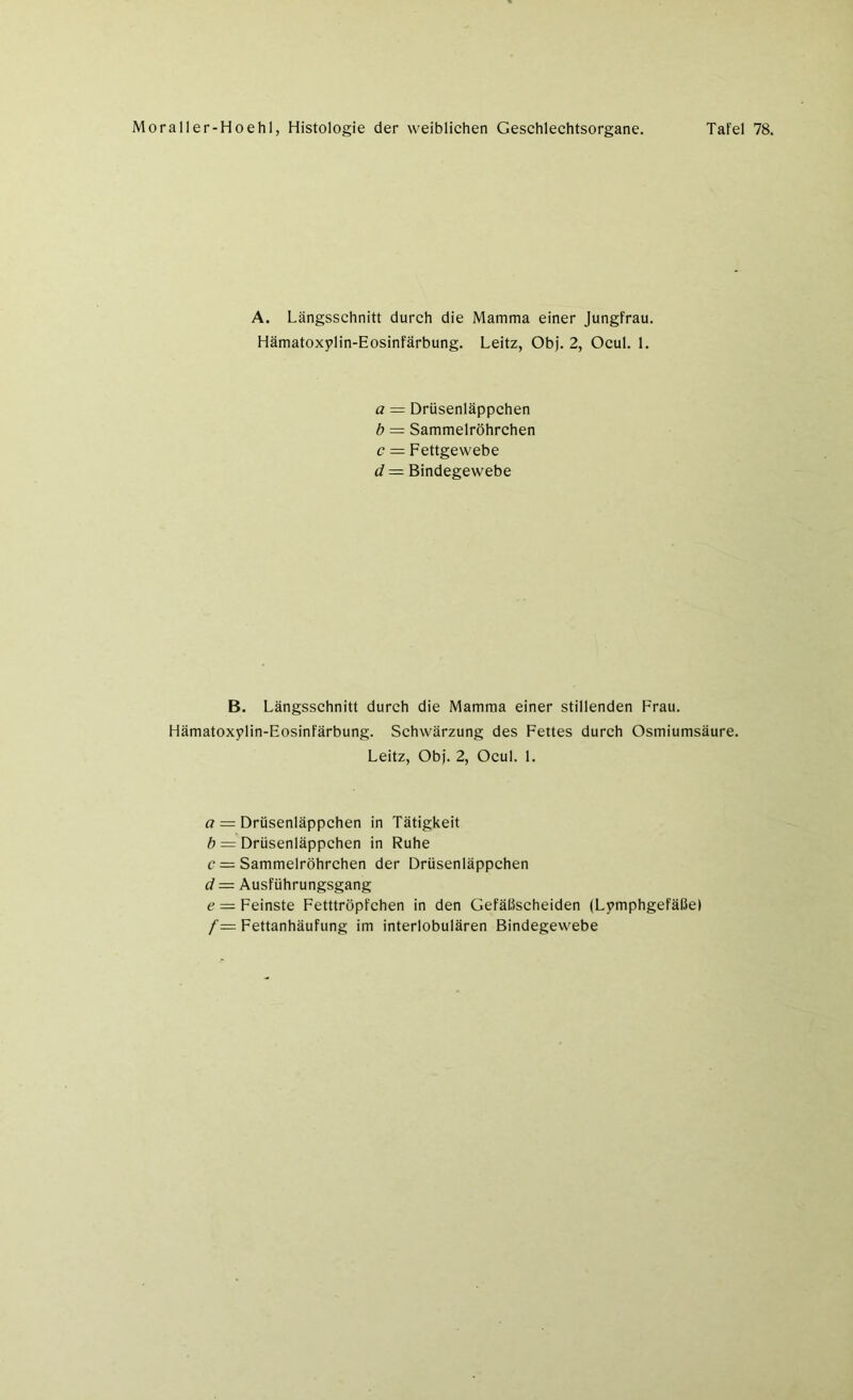 A. Längsschnitt durch die Mamma einer Jungfrau. Hämatoxylin-Eosinfärbung. Leitz, Obj. 2, Ocul. 1. a = Drüsenläppchen b = Sammelröhrchen c = Fettgewebe d = Bindegewebe B. Längsschnitt durch die Mamma einer stillenden Frau. Hämatoxylin-Eosinfärbung. Schwärzung des Fettes durch Osmiumsäure. Leitz, Obj. 2, Ocul. 1. a = Drüsenläppchen in Tätigkeit b = Drüsenläppchen in Ruhe c — Sammelröhrchen der Drüsenläppchen d — Ausführungsgang e — Feinste Fetttröpfchen in den Gefäüscheiden (Lymphgefäße) /= Fettanhäufung im interlobulären Bindegewebe