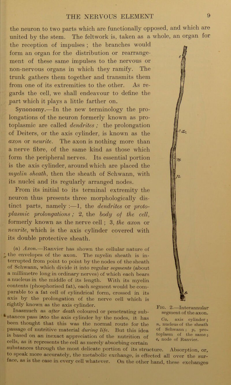 \C 7i- the neuron to two parts which are functionally opposed, and which are united by the stem. The feltwork is, taken as a whole, an organ for the reception of impulses ; the branches would form an organ for the distribution or rearrange- ment of these same impulses to the nervous or non-nervous organs in which they ramify. The trunk gathers them together and transmits them from one of its extremities to the other. As re- gards the cell, we shall endeavour to define the part which it plays a little farther on. Synonomy.—In the new terminology the pro- longations of the neuron formerly known as pro- toplasmic are called dendrites ; the prolongation of Deiters, or the axis cylinder, is known as the axon or neurite. The axon is nothing more than a nerve fibre, of the same kind as those which form the peripheral nerves. Its essential portion is the axis cyhnder, around which are placed the myelin sheath, then the sheath of Schwann, with its nuclei and its regularly arranged nodes. From its initial to its terminal extremity the neuron thus presents three morphologically dis- tinct parts, namely :—1, the dendrites or proto- plasmic prolongations; 2, the body of the cell, formerly known as the nerve cell; the axon or neurite, which is the axis cylinder covered with its double protective sheath. (a) Axon.—Ranvier has shown the cellular nature of ^ the envelopes of the axon. The myelin sheath is in- terrupted from point to point by the nodes of the sheath of Schwann, which divide it into regular segments (about a millimetre long in ordinary nerves) of which each bears a nucleus in the middle of its length. With its myelin contents (phosphorised fat), each segment would be com- parable to a fat cell of cylindrical form, crossed in its axis by the prolongation of the nerve cell which is rightly known as the axis cylinder. Inasmuch as after death coloured or penetrating sub- ^ stances pass into the axis cylinder by the nodes, it has been thought that this was the normal route for the passage of nutritive material during life. But this idea is based on an inexact appreciation of the nutrition of cells, as it represents the cell as merely absorbing certain substances through the most delicate portion of its structure. Absorption, or, to speak more accurately, the metabolic exchange, is effected all over the sur- face, as is the case in every cell whatever. On the other hand, these exchanges Fig. 2.—Interannular segment of the axon. Ca, axis cylinder; n, nucleus of the sheath of Schwann ; p, pro- toplasm of the same; e, node of Ranvier.