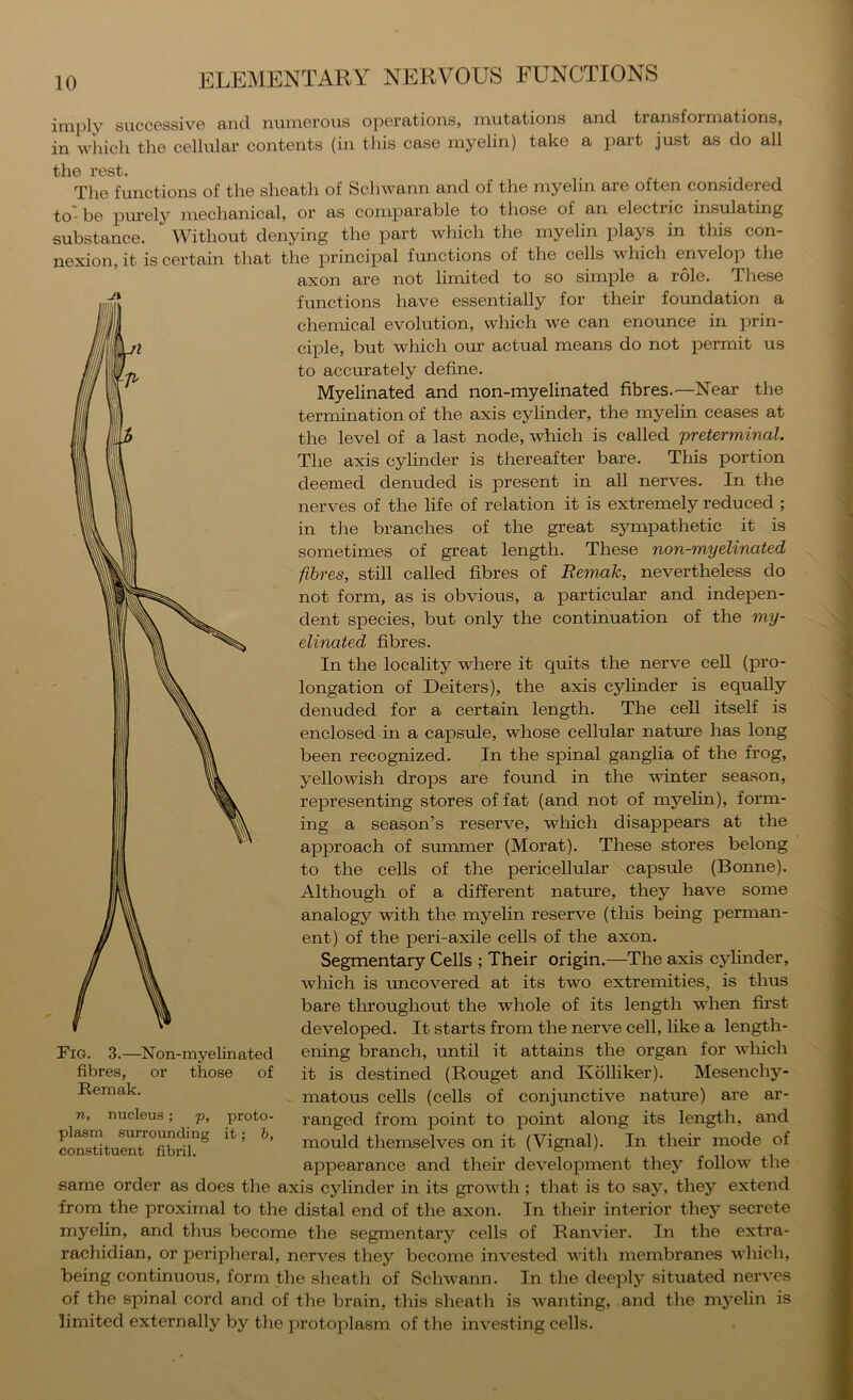 imply succ0ssiv6 and nimiorous op©rations, mvitations and transformations, in which the cellular contents (in this case myelin) take a part just as do all the rest. The functions of the sheath of Schwann and of the myelin are often considered to' be piu’ely mechanical, or as comparable to those of an electric insulating substance. ^Vithout denying the part which the myelin plays in this con- nexion, it is certain that the principal functions of the cells which envelop the axon are not limited to so simple a role. These functions have essentially for their foundation a chemical evolution, which we can enounce in prin- ciple, but which our actual means do not permit us to accurately define. Myelinated and non-myelinated fibres.—Near the termination of the axis cylinder, the myelin ceases at the level of a last node, which is called preterminal. The axis cylinder is thereafter bare. Tliis portion deemed denuded is present in all nerves. In the nerves of the life of relation it is extremely reduced ; in the branches of the great sympathetic it is sometimes of great length. These non-myelinated fibres, still called fibres of Remak, nevertheless do not form, as is obvious, a particrdar and indepen- dent species, but only the continuation of the my- elinated fibres. In the locality where it quits the nerve cell (pro- longation of Deiters), the axis cylinder is equally denuded for a certain length. The cell itself is enclosed in a capsule, whose cellular nature has long been recognized. In the spinal ganglia of the frog, yellowish drops are found in the winter season, representing stores of fat (and not of myelin), form- ing a season’s reserve, which disappears at the approach of summer (Morat). These stores belong to the cells of the pericellular capsMe (Bonne). Although of a different nature, they have some analogy with the myelin reserve (tliis being perman- ent) of the peri-axile cells of the axon. Segmentary Cells ; Their origin.—The axis cylinder, which is rmcovered at its two extremities, is thus bare throughout the whole of its length when first developed. It starts from the nerve cell, like a length- ening branch, until it attains the organ for which it is destined (Rouget and Kblliker). Mesenchy- matous cells (cells of conjunctive nature) are ar- ranged from point to point along its length, and mould themselves on it (Vignal). In their mode of appearance and their development they follow the same order as does the axis cylinder in its growth; that is to say, they extend from the proximal to the distal end of the axon. In their interior they secrete myelin, and thus become the segmentary cells of Ranvier. In the extra- rachidian, or peripheral, nerves they become invested with membranes which, being continuous, form the sheath of Schwann. In the deeply situated nerves of the spinal cord and of the brain, this sheath is wanting, and the myelin is limited externally by tlie protoplasm of the investing cells. Fig. 3.—Non-myelinated fibres, or those of Remak. n, nucleus ; p, plasm surrounding constituent fibril. proto- it; b,