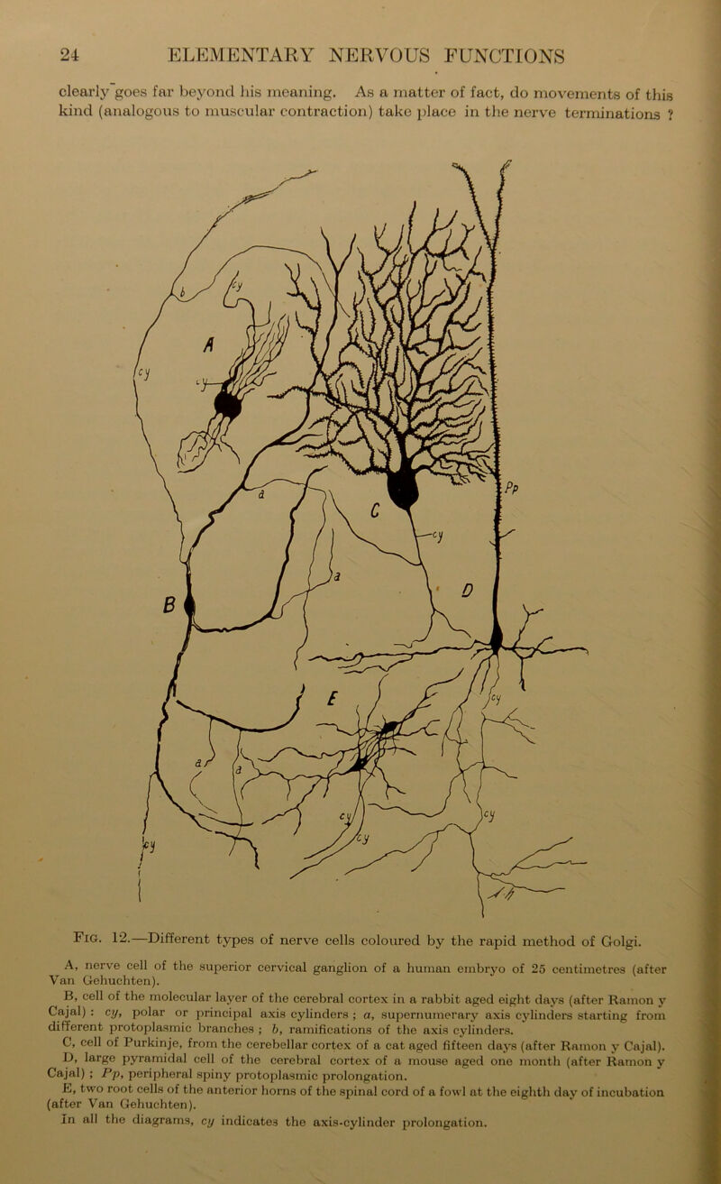 clearly goes far beyond liis meaning. As a matter of fact, do movements of this kind (analogous to muscular contraction) take place in the nerve terminations ? Fig. 12.—Different types of nerve cells coloured by the rapid method of Golgi. A, nerve cell of the superior cervical ganglion of a human einbi’yo of 25 centimetres (after Van Gehuchten). B, cell of the molecular layer of the cerebral cortex in a rabbit aged eight days (after Ramon y Cajal) : cy, polar or jDrincipal axis cylinders ; a, supernumerary axis cylinders starting from different protoplasmic branches ; h, ramifications of the axis cylinders. C, cell of Purkinje, from the cerebellar cortex of a cat aged fifteen days (after Ramon y Cajal). p, large pyramidal cell of the cerebral cortex of a mouse aged one month (after Ramon y Cajal) ; Pp, peripheral spiny protoplasmic prolongation. E, two root cells of the anterior horns of the spinal cord of a fowl at the eighth day of incubation (after Van Gehuchten). In all the diagrams, cy indicates the axis-cylinder prolongation.