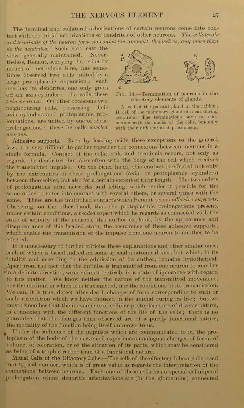 secretory elements of glands. A, cell of the parotid gland in the rabbit ; B, cell of the mammary gland of a cat during gestation.—The terminations have no con- nexion with the nuclei of the cells, but only with their differentiated protoplasm. The terminal and collateral arborizations of certain neurons come into con- tact with the initial arborizations or dendrites of other neurons. The collaterals and terminals of the neuron form no connexion amongst themselves, any more than do the dendrites. ' Such is at least the view generally maintained. Never- theless, Renaut, studying the retina by means of methylene blue, has some- times observed two cells united by a large protoplasmic expansion ; each one has its dendrites, one only gives off an axis cylinder ; he calls these twin neurons. On other occasions two neighbouring cells, possessing their axis cylinders and protoplasmic pro- longations, are united by one of these prolongations ; these he calls coupled neurons. Adhesive supports.—Even by leaving aside these exceptions to the general law, it is very difficult to gather together the connexions between neurons in a single formula. Contact of the collaterals and terminals occurs, not only as regards the dendrites, but also often with the body of the cell which receives the transmitted impulse. On the other hand, this contact is effected not only by the extremities of these prolongations (axial or protoplasmic cylinders) between themselves, but also for a certain extent of their length. The two orders of prolongations form networks and felting, which render it possible for the same order to enter into contact with several others, or several times with the same. These are the multiplied contacts which Renaut terms adhesive supports. Observing, on the other hand, that the protoplasmic prolongations present, under certain conditions, a headed aspect which he regards as connected with the state of activity of the neurons, this author explains, by the appearance and disappearance of this beaded state, the occurrence of these adliesive supports, whicli enable the transmission of the impulse from one nem’on to another to be effected. It is unnecessary to further criticise these explanations and other similar ones, each of which is based indeed on some special anatomical fact, but which, in its totality and according to the admission of its author, remains hypothetical. ^ Apart from the fact that the impulse is transmitted from one nem’on to another •nn a definite direction, we are almost entirely in a state of ignorance with regard to this matter. We know neither the nature of the transmitted movement, nor the medium in which it is transmitted, nor the conditions of its transmission. AVe can, it is true, detect after death changes of form corresponding to such or such a condition which we have induced in the animal during its life ; but we must remember that the movements of cellular protoplasm are of diverse nature, in connexion with the different fimctions of the life of the cells ; there is no guarantee that the changes thus observed are of a purely functional nature, the modality of the function being itself unknown to us. ^ Under the influence of the impulses which are communicated to it, the pro- toplasm of the body of the nerve cell experiences analogous changes of form, of volume, of coloration, or of the situation of its parts, which may be considered as being of a trophic rather than of a functional nature. Mitral Cells of the Olfactory Lobe.—The cells of the olfactory lobe are disposed in a typical manner, which is of great value as regards the interpretation of the connexions between neurons. Each one of these cells has a special cellulipetal prolongation whose dendritic arborizations are (in the glomerulus) connected