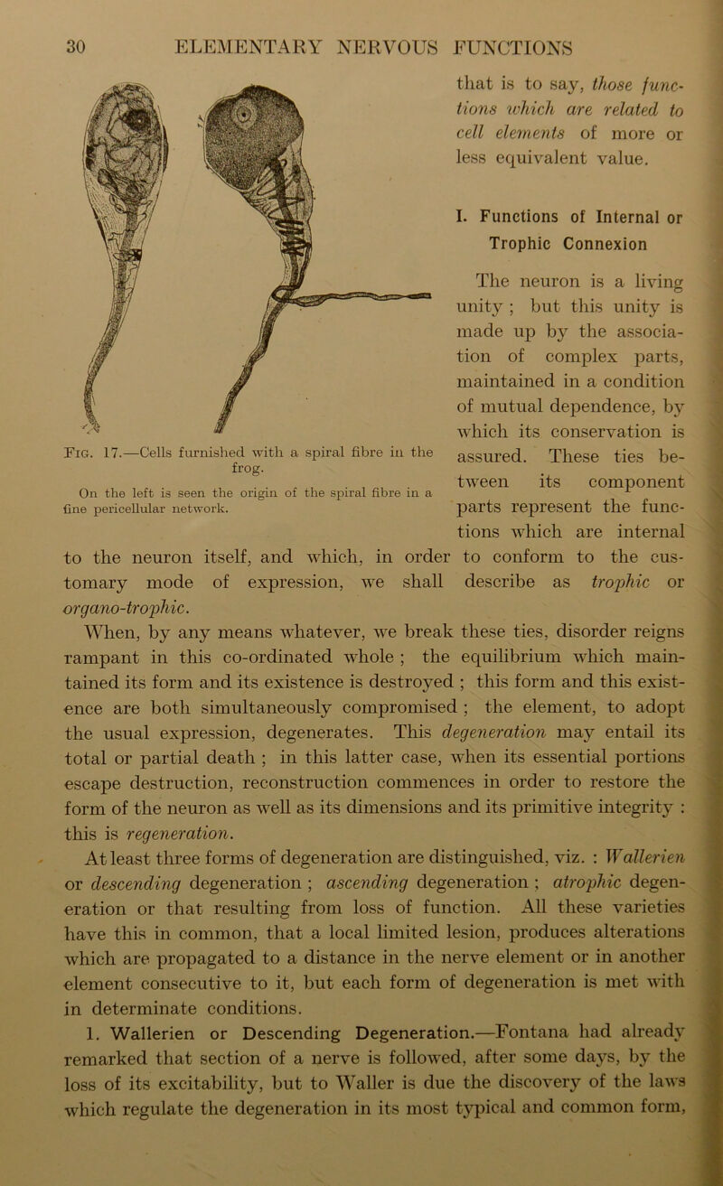 that is to say, those func- tions tvhich are related to cell elements of more or less equivalent value. I. Functions of Internal or Trophic Connexion The neuron is a living unity ; but this unity is made up by the associa- tion of complex parts, maintained in a condition of mutual dependence, by which its conservation is assured. These ties be- tween its component parts represent the func- tions which are internal to the neuron itself, and which, in order to conform to the cus- tomary mode of expression, we shall describe as trophic or organo-trophic. When, by any means whatever, we break these ties, disorder reigns rampant in this co-ordinated whole ; the equilibrium which main- tained its form and its existence is destroyed ; this form and this exist- ence are both simultaneously compromised ; the element, to adopt the usual expression, degenerates. This degeneration may entail its total or partial death ; in this latter case, when its essential portions escape destruction, reconstruction commences in order to restore the form of the neuron as well as its dimensions and its primitive integrity : this is regeneration. At least three forms of degeneration are distinguished, viz. : Wallerien or descending degeneration ; ascending degeneration ; atrophic degen- eration or that resulting from loss of function. All these varieties have this in common, that a local limited lesion, produces alterations which are propagated to a distance in the nerve element or in another element consecutive to it, but each form of degeneration is met with in determinate conditions. 1. Wallerien or Descending Degeneration.—Fontana had already remarked that section of a nerve is followed, after some days, by the loss of its excitability, but to Waller is due the discovery of the laws which regulate the degeneration in its most typical and common form, Tig. 17.—Cells furnished with a spiral fibre in the frog. On the left is seen the origin of the spiral fibre in a fine pericellular network.