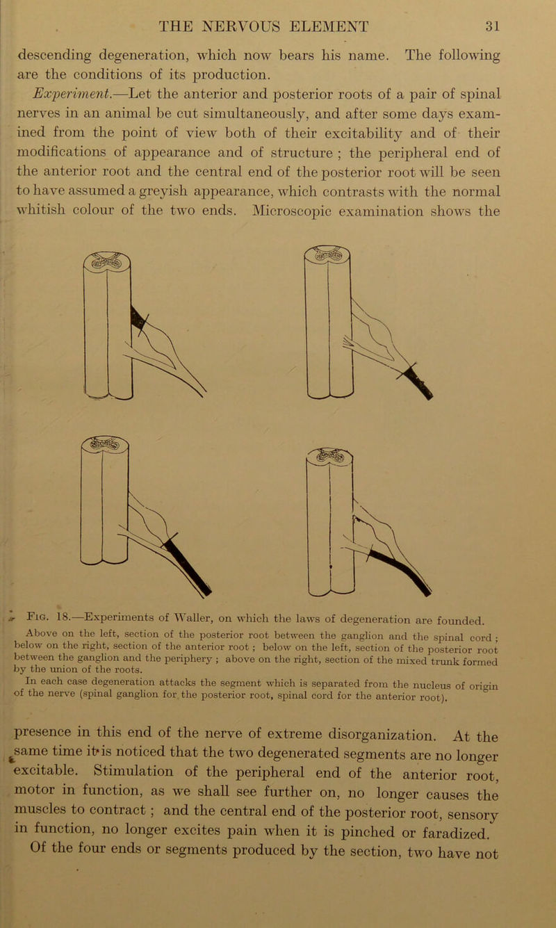 descending degeneration, which now bears his name. The following are the conditions of its production. Experiment.—Let the anterior and posterior roots of a pair of spinal nerves in an animal be cut simultaneously, and after some days exam- ined from the point of view both of their excitability and of their modifications of appearance and of structure ; the peripheral end of the anterior root and the central end of the posterior root will be seen to have assumed a greyish appearance, which contrasts with the normal whitish colour of the two ends. Microscopic examination shows the Jr Fig. 18.—Experiments of Waller, on which the laws of degeneration are founded. Above on the left, section of the posterior root between the ganglion and the spinal cord ; below on the right, section of the anterior root; below on the left, section of the posterior root between the ganglion and the periphery ; above on the right, section of the mixed trunk formed by the union of the roots. In each case degeneration attacks the segment which is separated from the nucleus of orio-in of the nerve (spinal ganglion for the posterior root, spinal cord for the anterior root). ° presence in this end of the nerve of extreme disorganization. At the ^same time ibis noticed that the two degenerated segments are no longer excitable. Stimulation of the peripheral end of the anterior root, motor in function, as we shall see further on, no longer causes the muscles to contract; and the central end of the posterior root, sensory in function, no longer excites pain when it is pinched or faradized. Of the four ends or segments produced by the section, two have not