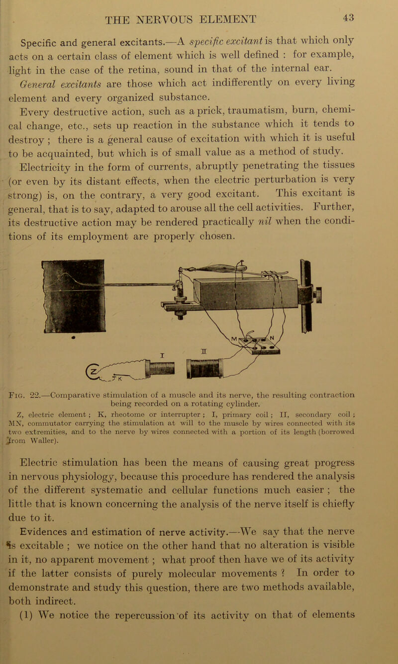 Specific and general excitants.—A specific excitant is that which only acts on a certain class of element which is well defined : for example, light in the case of the retina, sound in that of the internal ear. General excitants are those which act indifferently on every living element and every organized substance. Every destructive action, such as a prick, traumatism, burn, chemi- cal change, etc., sets up reaction in the substance which it tends to destroy ; there is a general cause of excitation with which it is useful to be acquainted, but which is of small value as a method of study. Electricity in the form of currents, abruptly penetrating the tissues (or even by its distant effects, when the electric perturbation is very strong) is, on the contrary, a very good excitant. This excitant is general, that is to say, adapted to arouse all the cell activities. Further, its destructive action may be rendered practically nil when the condi- tions of its employment are properly chosen. Fig. 22.—Comparative stimulation of a muscle and its nerve, the resulting contraction being recorded on a rotating cylinder. Z, electric element; K, rheotome or interrupter; I, primary coil ; II, secondary coil j MX, commutator carrying the stimulation at will to the muscle by wires connected with its two extremities, and to the nerve by wires connected with a portion of its length (borrowed ,jfrom Waller). Electric stimulation has been the means of causing great progress in nervous physiology, because this procedure has rendered the analysis of the different systematic and cellular functions much easier ; the little that is known concerning the analysis of the nerve itself is chiefly due to it. Evidences and estimation of nerve activity.—We say that the nerve Ss excitable ; we notice on the other hand that no alteration is visible in it, no apparent movement; what proof then have we of its activity if the latter consists of purely molecular movements ? In order to demonstrate and study this question, there are two methods available, both indirect. (1) We notice the repercussion’of its activity on that of elements