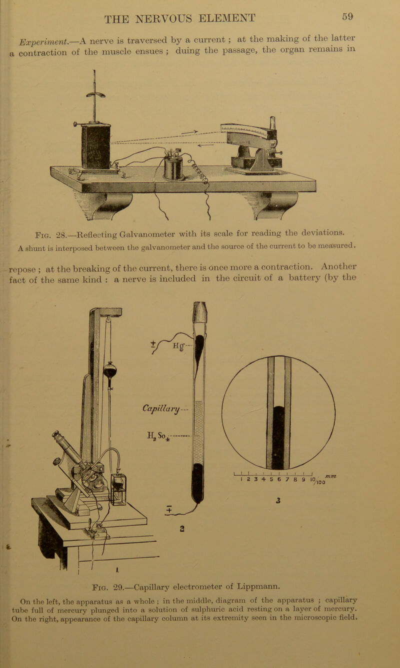 Experiment.—A nei’ve is traversed by a current; at the making of the latter a contraction of the muscle ensues ; duing the passage, the organ remains in Fig. 28.—Reflecting Galvanometer with its scale for reading the deviations. A shunt is interposed between the galvanometer and the .source of the current to be mea'sured. repose ; at the bi’eaking of the curi’ent, there is once more a contraction. Another fact of the same kind : a nerve is included in the circuit of a battery (by the Fig. 29.—Capillary electrometer of Lippmann. On the left, the apparatus as a whole ; in the middle, diagram of the apparatus ; capillary tube full of mercui’y plunged into a solution of sulphuric acid resting on a layer of mercury. On the right, appearance of the capillary column at its extremity seen in the microscopic field.