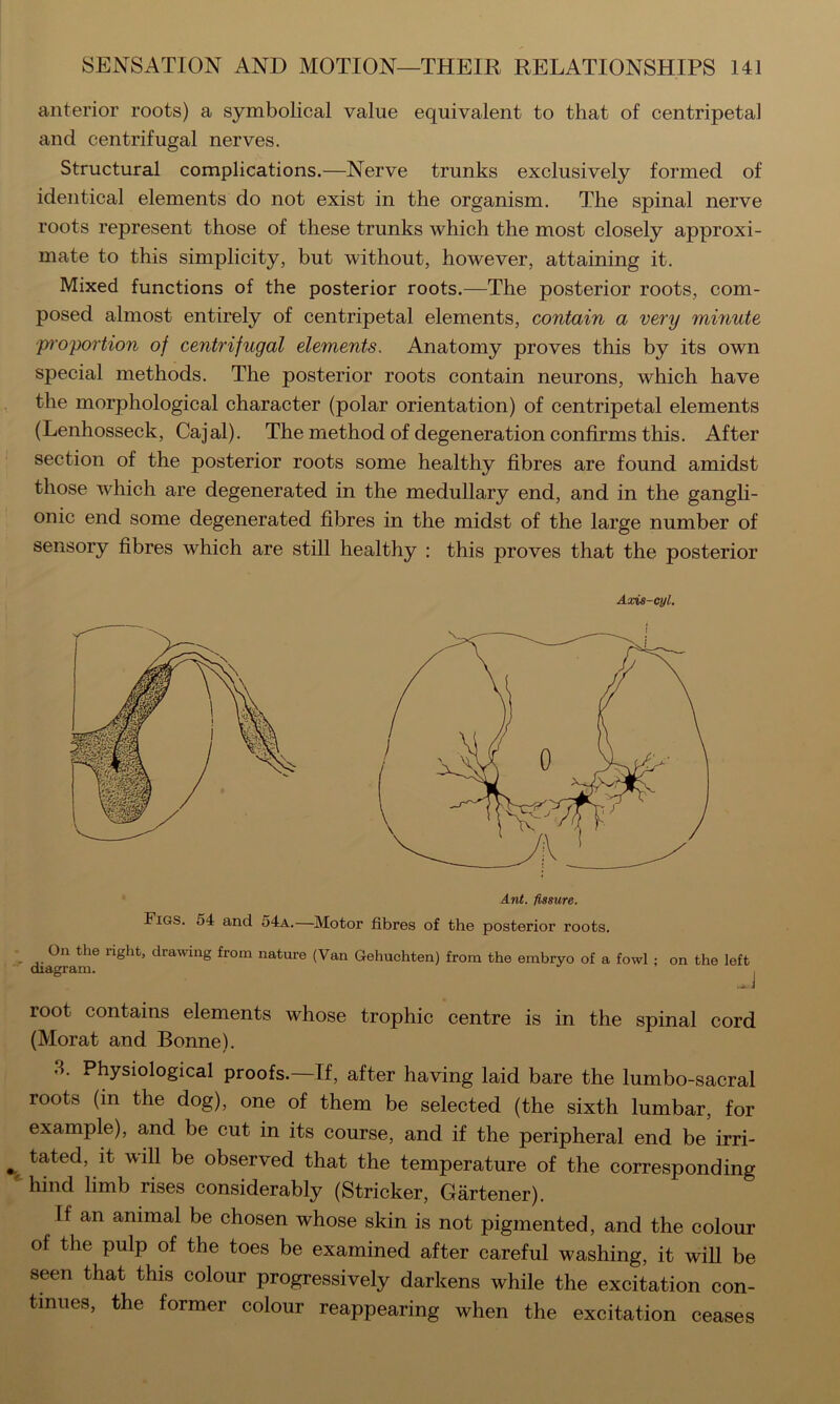 anterior roots) a symbolical value equivalent to that of centripetal and centrifugal nerves. Structural complications.—Nerve trunks exclusively formed of identical elements do not exist in the organism. The spinal nerve roots represent those of these trunks which the most closely approxi- mate to this simplicity, but without, however, attaining it. Mixed functions of the posterior roots.—The posterior roots, com- posed almost entirely of centripetal elements, contain a very minute •p'oportion of centrifugal elements. Anatomy proves this by its own special methods. The posterior roots contain neurons, which have the morphological character (polar orientation) of centripetal elements (Lenhosseck, Cajal). The method of degeneration confirms this. After section of the posterior roots some healthy fibres are found amidst those which are degenerated in the medullary end, and in the gangli- onic end some degenerated fibres in the midst of the large number of sensory fibres which are still healthy : this proves that the posterior Axis-cyl. Ant. fissure. Figs. 54 and 54a.—Motor fibres of the posterior roots. On the right, drawing from nature (Van Gehuchten) from the embryo of a fowl ; on the left diagram. ^ root contains elements whose trophic centre is in the spinal cord (Morat and Bonne). 3. Physiological proofs.—If, after having laid bare the lumbo-sacral roots (in the dog), one of them be selected (the sixth lumbar, for example), and be cut in its course, and if the peripheral end be irri- tated, it will be observed that the temperature of the corresponding hind limb rises considerably (Strieker, Gartener). If an animal be chosen whose skin is not pigmented, and the colour of the pulp of the toes be examined after careful washing, it will be seen that this colour progressively darkens while the excitation con- tinues, the former colour reappearing when the excitation ceases