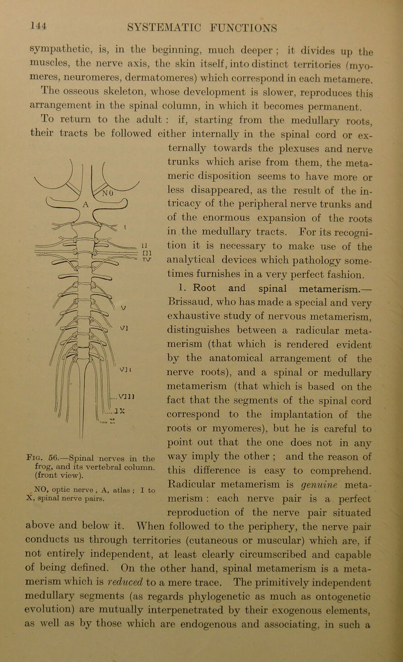 ij m TV sympatlietic, is, in the beginning, much deeper ; it divides up the muscles, the nerve axis, the skin itself, into distinct territories (myo- meres, neuromeres, dermatomeres) which correspond in each metamere. The osseous skeleton, whose development is slower, reproduces this arrangement in the spinal column, in which it becomes permanent. To return to the adult : if, starting from the medullary roots, their tracts be followed either internally in the spinal cord or ex- ternally towards the plexuses and nerve trunks which arise from them, the meta- meric disposition seems to have more or less disappeared, as the result of the in- tricacy of the peripheral nerve trunks and of the enormous expansion of the roots in , the medullary tracts. For its recogni- tion it is necessary to make use of the analytical devices which pathology some- times furnishes in a very perfect fashion. 1. Root and spinal metamerism.— Brissaud, who has made a special and very exhaustive study of nervous metamerism, distinguishes between a radicular meta- merism (that which is rendered evident by the anatomical arrangement of the nerve roots), and a spinal or medullary metamerism (that which is based on the fact that the segments of the spinal cord correspond to the implantation of the root's or myomeres), but he is careful to point out that the one does not in any way imply the other ; and the reason of this difference is easy to comprehend. Radicular metamerism is genuine, meta- merism : each nerve pair is a perfect reproduction of the nerve pair situated above and below it. When followed to the periphery, the nerve pair conducts us through territories (cutaneous or muscular) which are, if not entirely independent, at least clearly circumscribed and capable of being defined. On the other hand, spinal metamerism is a meta- merism which is reduced to a mere trace. The primitively independent medullary segments (as regards phylogenetic as much as ontogenetic evolution) are mutually interpenetrated by their exogenous elements, as well as by those which are endogenous and associating, in such a Fig. 56.—Spinal nerves in the frog, and its vertebral column, (front view). . NO, optic nerve , A, atlas ; I to X, spinal nerve pairs.