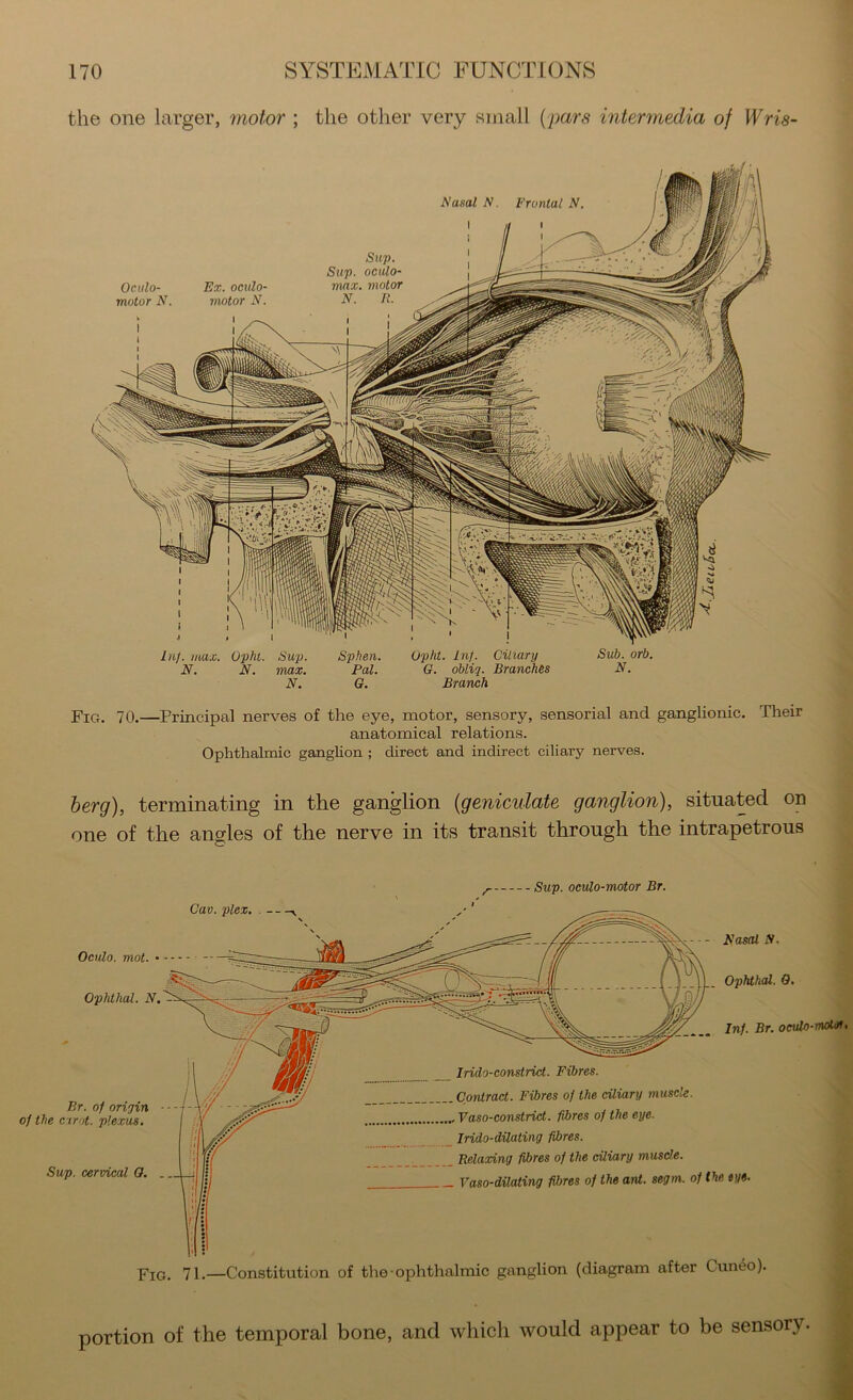 the one larger, motor ; the other very small {pars intermedia of Wris- Sup. Slip, oculo- Ex. oculo- max. motor motor N. N. R. I I Inf. max. Opht. Sup. N. N. max. N. Splien. Pal. G. Opht. Inf. Ciliary G. obliq. Branches Branch Sub. orb. N. Oculo- motor N. I i I t Rasal N. Frontal N. Fig. 70.—Principal nerves of the eye, motor, sensory, sensorial and ganglionic. Their anatomical relations. Ophthalmic ganglion ; direct and indirect ciliary nerves. herg), terminating in the ganglion {geniculate ganglion), situated on one of the angles of the nerve in its transit through the intrapetrous Sup. oculo-motor Br. Pjq, 71.—Constitution of the ophthalmic ganglion (diagram after Cuneo). Br. of origin ■ - the c trot. plexus. Sup. cervical G. .. Ophthal. 0. __ Irido-constrict. Fibres. Contract. Fibres of the ciliary muscle. .... Vaso-constrict. fibres of the eye. Irido-dUating fibres. Relaxing fibres of the ciliary muscle. _ Vaso-dilating fibres of the ard. segm. of the eye. Cav. plex. . ^ Ocudo. mot. • - — Ophthal. N. Easal iV, Inf. Br. oculo-motof. portion of the temporal bone, and which would appear to be sensory.