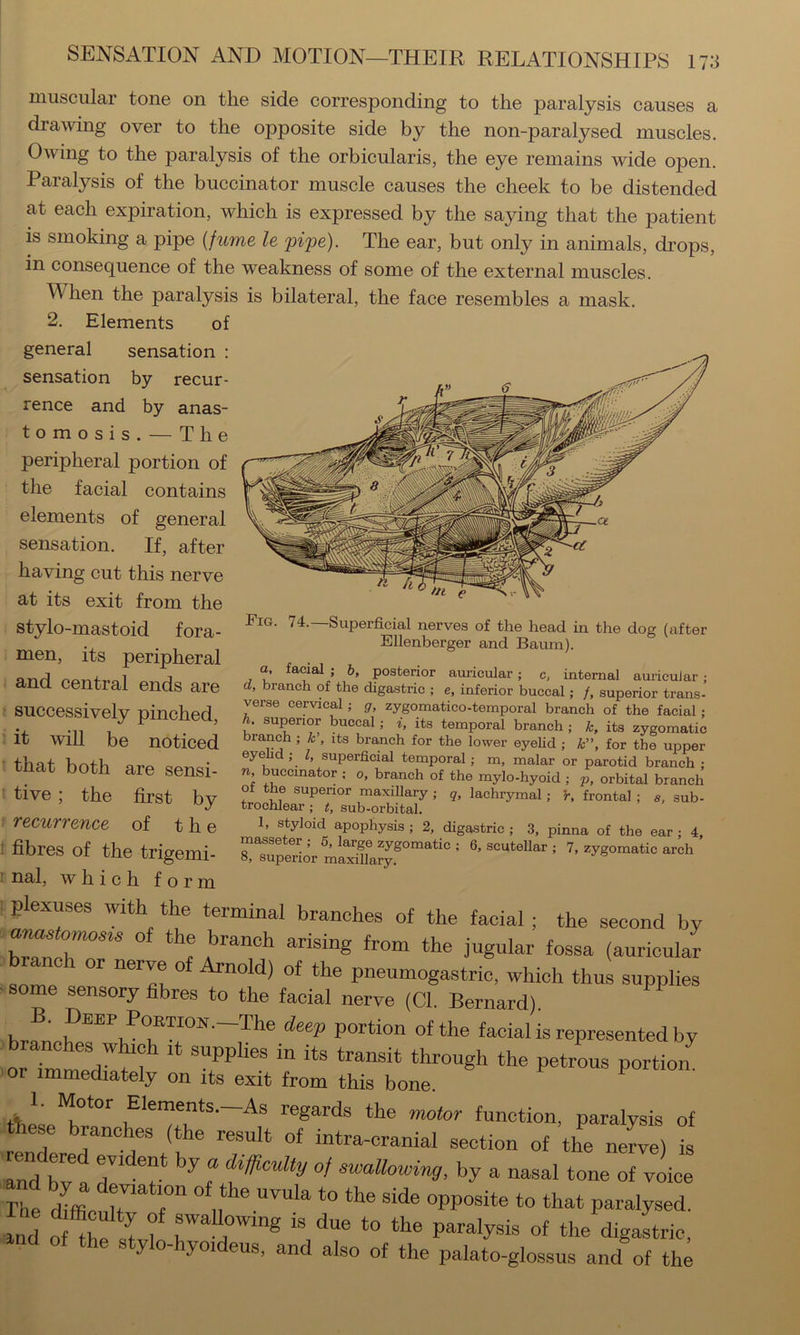 muscular tone on the side corresponding to the paralysis causes a drawing over to the opposite side by the non-paralysed muscles. Owing to the paralysis of the orbicularis, the eye remains wide open. Paralysis of the buccinator muscle causes the cheek to be distended at each expiration, which is expressed by the saying that the patient is smoking a pipe {fume le pipe). The ear, but only in animals, drops, in consequence of the weakness of some of the external muscles. When the paralysis is bilateral, the face resembles a mask. 2. Elements of general sensation : sensation by recur- rence and by anas- tomosis. — The peripheral portion of the facial contains elements of general sensation. If, after having cut this nerve at its exit from the stylo-mastoid fora- men, its peripheral Fig. 74.—Superficial nerves of the head in the dog (after Ellenberger and Baum). flnrl posterior aui-icular ; c, internal auiieuJar ; ana central ends are branch of the digastric ,• e, inferior buccal; f, superior trans- verse cervical; g, zygomatico-temporal branch of the facial; h. superior buccal; i, its temporal branch ; k, its zygomatic branch ; k , its branch for the lower eyehd ; k”, for the upper eyehd ; I, superficial temporal; m, malar or parotid branch : n, buccinator ; o, branch of the mylo-hyoid ; p, orbital branch of the superior maxillary; q, lachrymal; r, frontal ; a, sub- trochlear ; t, sub-orbital. 1, styloid apophysis ; 2, digastric ; 3, pinna of the ear ; 4, masseter; 5, large zygomatic ; 6, scuteUar ; 7. zygomatic arch 8, superior maxillary. successively pinched, it will be noticed that both are sensi- tive ; the first by recurrence of the : fibres of the trigemi- 1 nal, which form : plexuses with the terminal branches of the facial; the second by branch or nerve of Arnold) of the pneumogastrie, which thus supplies ■ some sensory fibres to the facial nerve (Cl. Bernard). h u portion of the facial is represented by anches w^ch it supplies in its transit through the petrous portioZ or immediately on its exit from this bone. 1. Motor Elements.—As regards the motor function, paralysis of bese branches (the result of intra-cranial section of the ne^ I rZd bZl d f r by a nasal tone of vie rhe r r .. ^^at paralysed. id SteivZ r the digastric, y yoi eus, and also of the palato-glossus and of the