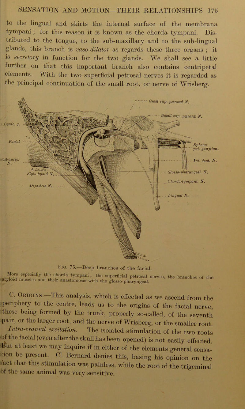 to the lingual and skirts the internal surface of the membrana tympani ; for this reason it is known as the chorda tympani. Dis- tributed to the tongue, to the sub-maxillary and to the sub-lingual glands, this branch is vaso-dilator as regards these three organs ; it is secretory in function for the two glands. We shall see a little further on that this important branch also contains centripetal elements. With the two superficial petrosal nerves it is regarded as the principal continuation of the small root, or nerve of Wrisberg. ^ Genic, g. Great sup. petrosal N, Small sup. petrosal N. Facial - Spheno- pal. ganglion. ■ ■ Inf. dent. N, ■— Glosso-pharyngeal N. .,^Chorda-tympani N. .. . Lingual N. ~‘ost-auric. N. A. Jjc Stylo-hyoid N. Digastric N. Fig. 75.—Deep branches of the facial. chorda tympani ; the superficial petrosal nerves, the branches of the stj^loicl muscles and their anastomosis with the glosso-pharyngeal. C. Origins. This analysis, which is effected as we ascend from the periphery to the centre, leads us to the origins of the facial nerve, these being formed by the trunk, properly so-called, of the seventh pair, or the larger root, and the nerve of Wrisberg, or the smaller root. Intra-cranial excitation. The isolated stimulation of the two roots of the facial (even after the skull has been opened) is not easily effected. But at least we may inquire if in either of the elements general sensa- ion be present. Cl. Bernard denies this, basing his opinion on the act that this stimulation was painless, while the root of the trigeminal of the same animal was very sensitive.