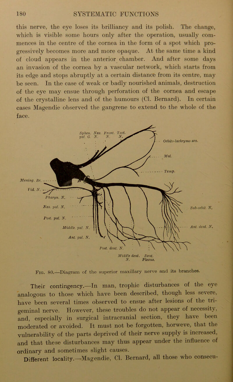 this nerve, the eye loses its brilliancy and its polish. The change, which is visible some hours only after the operation, usually com- mences in the centre of the cornea in the form of a spot which pro- gressively becomes more and more opaque. At the same time a kind of cloud appears in the anterior chamber. And after some days an invasion of the cornea by a vascular network, which starts from its edge and stops abruptly at a certain distance from its centre, may be seen. In the case of weak or badly nourished animals, destruction of the eye may ensue through perforation of the cornea and escape of the crystalline lens and of the humours (Cl. Bernard). In certain cases Magendie observed the gangrene to extend to the whole of the face. Fig. 80.—Diagram of the superior maxillary nerve and its branches. Their contingency.—In man, trophic disturbances of the eye analogous to those which have been described, though less severe, have been several times observed to ensue after lesions of the tri- geminal nerve. However, these troubles do not appear of necessity, and, especially in surgical intracranial section, they have been moderated or avoided. It must not be forgotten, horweve, that the vulnerability of the parts deprived of their nerve supply is increased, and that these disturbances may thus appear under the influence of ordinary and sometimes slight causes. Different locality.—Magendie, Cl. Bernard, all those who consecu-