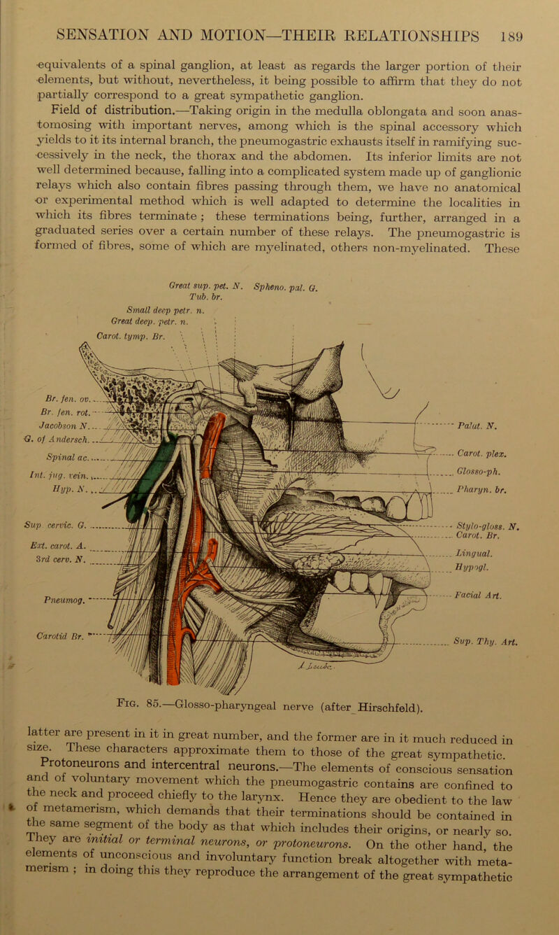 •equivalents of a spinal ganglion, at least as regards the larger portion of their •elements, but without, nevertheless, it being possible to affirm that they do not partially correspond to a great sympathetic ganglion. Field of distribution.—Taking origin in the medulla oblongata and soon anas- tomosing with important nerves, among which is the spinal accessory which yields to it its internal branch, the pneiimogastric exhausts itself in ramifying suc- cessively in the neck, the thorax and the abdomen. Its inferior limits are not well determined because, falling into a complicated system made up of ganglionic relays which also contain fibres passing through them, we have no anatomical •or experimental method wlxich is well adapted to determine the localities in which its fibres terminate ; these terminations being, further, arranged in a graduated series over a certain nmnber of these relays. The pnevunogastric is formed of fibres, some of which are myelinated, others non-myelinated. These Sup cervic. G. .. Ext. carat. A. Srd cerv. N. Stylo-gloss. N. Carot. Br. Lingual. Bypogl. Pneumog, Facial Art. Br. Jen. ov. Br. fen. rot. Jacobson N. G, of Andersch. Spinal ac. Int. jug. vein. Hyp. A.. — Palat. N, Carot. plex. Glosso-ph. Pharyn. br. Carotid Br. Fig. 86. —Glosso-pharyngeal nerve (after Hirschfeld). Sup. Thy. Art. Great sup. pet. N. Spheno. pal. G. Tub. br. Small deep petr. n. Great deep. petr. n. j Rr \ ■ latter are present in it in great number, and the former are in it much reduced in size. These characters approximate them to those of the great sympathetic. rotoneurons and intercentral neurons.—The elements of conscious sensation and of voluntary movement which the pneumogastric contains are confined to the neck and proceed chiefiy to the larynx. Hence they are obedient to the law k of metamerism, which demands that their terminations should be contained in the same se^ent of the body as that which includes their origins, or nearly so. Ifiey are imtial or terminal neurons, or protoneurons. On the other hand, the elernents of unconscious and involuntary function break altogether with meta- merism ; m doing this they reproduce the arrangement of the great sympathetic