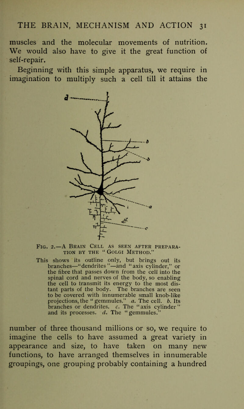 muscles and the molecular movements of nutrition. We would also have to give it the great function of self-repair. Beginning with this simple apparatus, we require in imagination to multiply such a cell till it attains the Fig. 2.—A Brain Cell as seen after prepara- tion BY THE “ Golgi Method.” This shows its outline only, but brings out its branches—“dendrites”—and “axis cylinder,” or the fibre that passes down from the cell into the spinal cord and nerves of the body, so enabling the cell to transmit its energy to the most dis- tant parts of the body. The branches are seen to be covered with innumerable small knob-like projections, the “ gemmules.” a. The cell. 6. Its branches or dendrites, c. The “axis cylinder” and its processes, d. The “ gemmules.” number of three thousand millions or so, we require to imagine the cells to have assumed a great variety in appearance and size, to have taken on many new functions, to have arranged themselves in innumerable groupings, one grouping probably containing a hundred