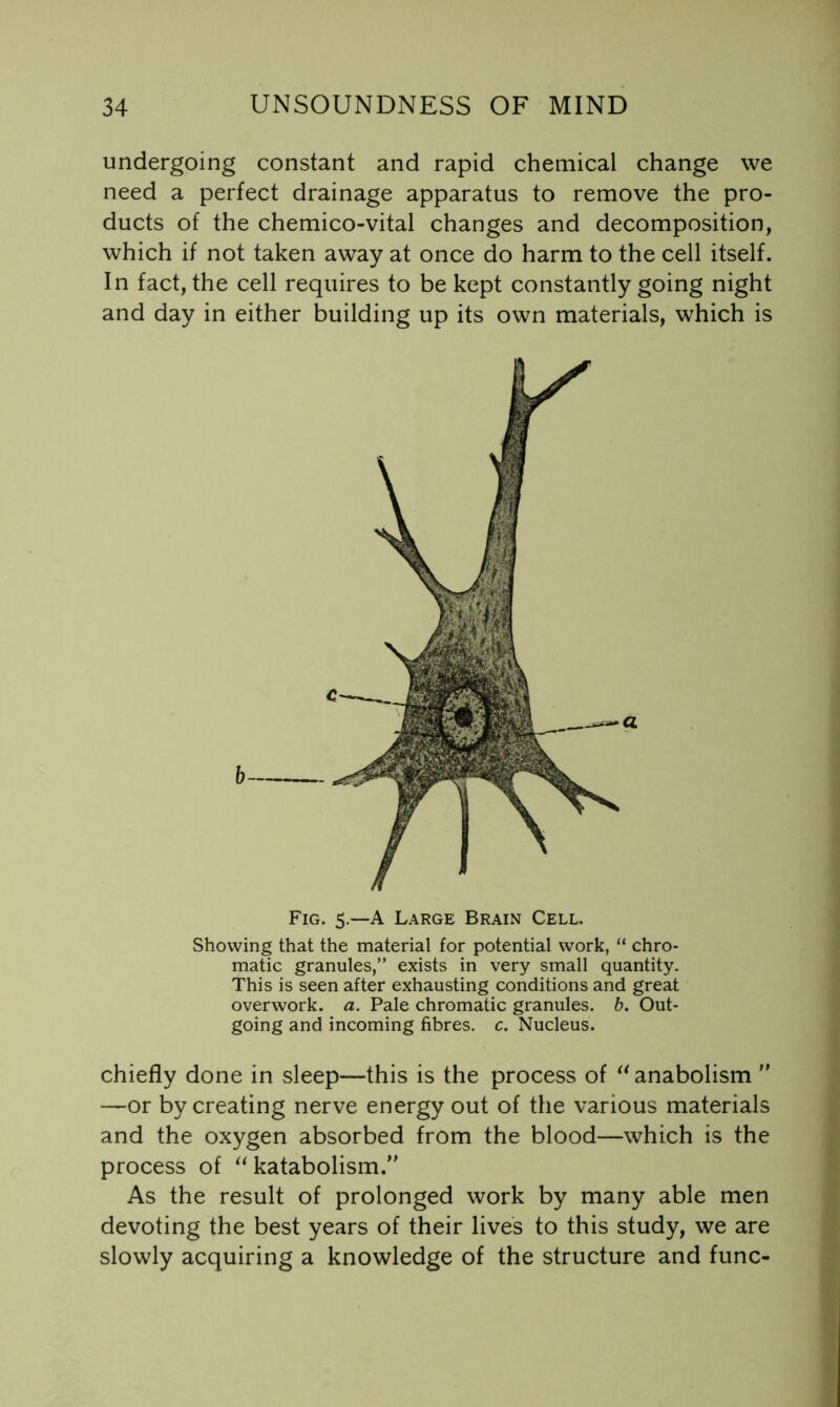 undergoing constant and rapid chemical change we need a perfect drainage apparatus to remove the pro- ducts of the chemico-vital changes and decomposition, which if not taken away at once do harm to the cell itself. In fact, the cell requires to be kept constantly going night and day in either building up its own materials, which is Fig. 5.—a Large Brain Cell. Showing that the material for potential work, “ chro- matic granules,” exists in very small quantity. This is seen after exhausting conditions and great overwork, a. Pale chromatic granules, b. Out- going and incoming fibres, c. Nucleus. chiefly done in sleep—this is the process of anabolism  —or by creating nerve energy out of the various materials and the oxygen absorbed from the blood—which is the process of katabolism. As the result of prolonged work by many able men devoting the best years of their lives to this study, we are slowly acquiring a knowledge of the structure and func-