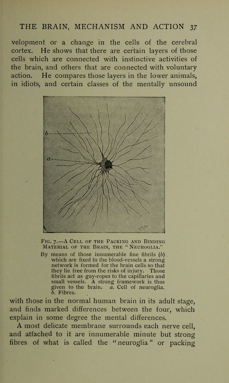 velopment or a change in the cells of the cerebral cortex. He shows that there are certain layers of those cells which are connected with instinctive activities of the brain, and others that are connected with voluntary action. He compares those layers in the lower animals, in idiots, and certain classes of the mentally unsound Fig. 7.—a Cell of the Packing and Binding Material of the Brain, the “ Neuroglia.” By means of those innumerable fine fibrils (b) which are fixed to the blood-vessels a strong network is formed for the brain cells so that they lie free from the risks of injury. Those fibrils act as guy-ropes to the capillaries and small vessels. A strong framework is thus given to the brain, a. Cell of neuroglia. b. Fibres. with those in the normal human brain in its adult stage, and finds marked differences between the four, which explain in some degree the mental differences. A most delicate membrane surrounds each nerve cell, and attached to it are innumerable minute but strong fibres of what is called the neuroglia ” or packing