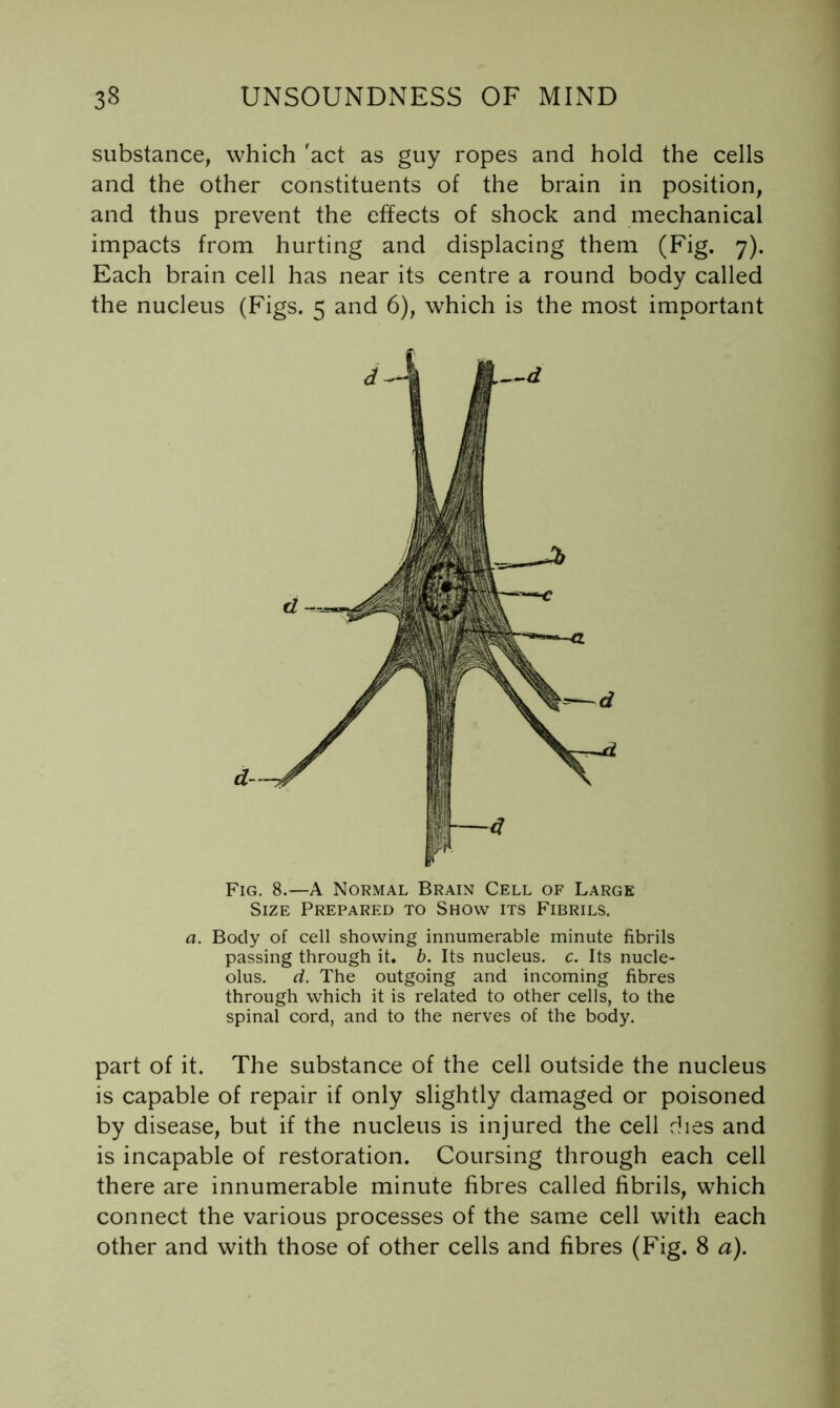 substance, which 'act as guy ropes and hold the cells and the other constituents of the brain in position, and thus prevent the effects of shock and mechanical impacts from hurting and displacing them (Fig. 7). Each brain cell has near its centre a round body called the nucleus (Figs. 5 and 6), which is the most important Fig. 8.—A Normal Brain Cell of Large Size Prepared to Show its Fibrils. a. Body of cell showing innumerable minute fibrils passing through it. b. Its nucleus, c. Its nucle- olus. d. The outgoing and incoming fibres through which it is related to other cells, to the spinal cord, and to the nerves of the body. part of it. The substance of the cell outside the nucleus is capable of repair if only slightly damaged or poisoned by disease, but if the nucleus is injured the cell dies and is incapable of restoration. Coursing through each cell there are innumerable minute fibres called fibrils, which connect the various processes of the same cell with each other and with those of other cells and fibres (Fig. 8 a).