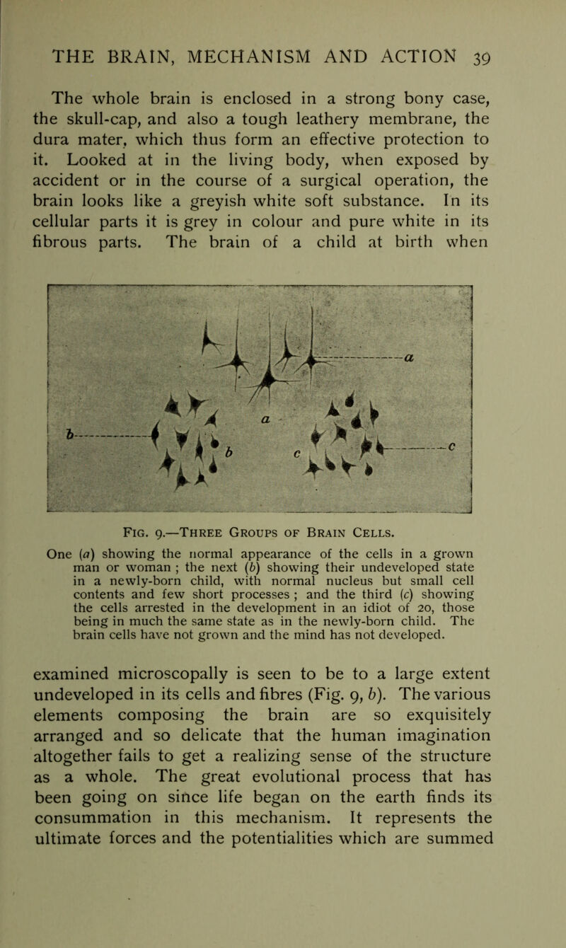 The whole brain is enclosed in a strong bony case, the skull-cap, and also a tough leathery membrane, the dura mater, which thus form an effective protection to it. Looked at in the living body, when exposed by accident or in the course of a surgical operation, the brain looks like a greyish white soft substance. In its cellular parts it is grey in colour and pure white in its fibrous parts. The brain of a child at birth when Fig. 9.—Three Groups of Brain Cells. One (fl) showing the normal appearance of the cells in a grown man or woman ; the next (b) showing their undeveloped state in a newly-born child, with normal nucleus but small cell contents and few short processes ; and the third (c) showing the cells arrested in the development in an idiot of 20, those being in much the same state as in the newly-born child. The brain cells have not grown and the mind has not developed. examined microscopally is seen to be to a large extent undeveloped in its cells and fibres (Fig. 9, b). The various elements composing the brain are so exquisitely arranged and so delicate that the human imagination altogether fails to get a realizing sense of the structure as a whole. The great evolutional process that has been going on since life began on the earth finds its consummation in this mechanism. It represents the ultimate forces and the potentialities which are summed