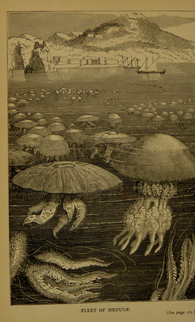 FLEET OF MEDUSÆ. {Se/ page 161.)