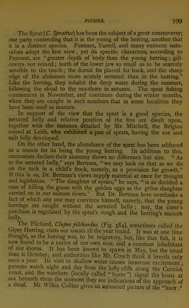 The Sprat (C. Sprattus) has been the subject of agreat controversy; one party contending that it is the young of the herring, another that it is a distinct species. Pennant, Yarrell, and many eminent natu- ralists adopt the first view ; yet its spécifie characters, according to Pennant, are “ greater depth of body than the young herring ; gill- covers not veined ; teeth of the lower jaw so small as to be scarcely sensible to the touch ; the dorsal fin placed far back, and the sharp edge of the abdomen more acutely serrated than in the herring.” Like the herring, they inhabit the deep water during the summer, following the shoal to the sea-shore in autumn. The sprat fishing commences in November, and continues during the winter months, when they are caught in such numbers that in some localities they hâve been used as manure. In support of the view that the sprat is a good species, the serrated belly and relative position of the fins are dwelt upon, together with the instance detailed by Mr. Mitchell, the Belgian consul at Leith, who exhibited a pair of sprats, having the roe and milt fully developed. On the other hand, the abundance of the sprat has been adduced as a reason for its being the young herring. In addition to this, anatomists déclaré their anatomy shows no différence but size. “ As to the serrated belly,” says Bertram, “ we may look on that as we do on the tuck in a child’s frock, namely, as a provision for growth.” If this is so, Dr. Bertram’s views supply material at once for thought and législation. “ The slaughter of sprats,” he says, “ is as decided a case of killing the goose with the golden eggs as the grilse slaughter carried on in our salmon ri vers.” But Dr. Bertram here overlooks a fact of which any one may convince himself, namely, that the young herrings are caught without the serrated belly j nay, the curer’s purchase is regulated by the sprat’s rough and the herring’s smooth belly. The Pilchard, Clupeapilchardus (Fig. 384), sometimes called the Gipsy Herring, visits our coasts ail the year round. It was at one time thought, as the herring was, to be migratory, but, like that fish, it is now found to be a native of our own seas, and a constant inhabitant of our shores. It has been known to spawn in May, but the usual tune is October; and authorities like Mr. Couch think it breeds only once a year. Its visit to shallow water causes immense excitement : persons watch mght and day from the lofty cliffs along the Cornish coast, and the watchers (locally called “ huers ”) signal the boats at sea beneath them the moment they see indications of the approach of a shoal. Mr. Wîlkie Collms gives an animated picture of the “huer •*