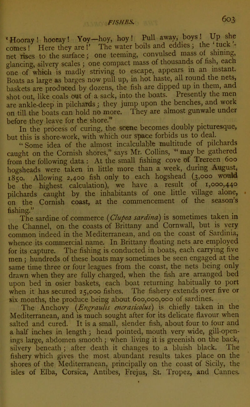 ‘Hooray! hooray ! Yoy-—hoy, hoy ! Pull away, boys ! Up she cornes ! Here they are !’ The water boils and eddies ; the tuck net rises to the surface ; one teeming, convulsed mass of shining, glancing, silvery scales ; one compact mass of thousands of fish, each one of whicli is madly striving to escape, appears in an instant. Boats as large as barges now pull up, in hot haste, ail round the nets, baskets are produced by dozens, the fish are dipped up in them, and shot out, like coals out of a sack, into the boats. Presently the men are ankle-deep in pilchards ; they jump upon the benches, and work on till the boats can hold no more. They are almost gunwale under before they leave for the shore.” In the process of curing, the scene becomes doubly picturesque, but this is shore-work, with which our space forbids us to deal. “Some idea of the almost incalculable multitude of pilchards caught on the Cornish shores,” says Mr. Collins, “ may be gathered from the following data : At the small fishing cove of Trereen 600 hogsheads were taken in little more than a week, during August, 1850. Allowing 2,400 fish only to each hogshead (3,000 would be the highest calculation), we hâve a resuit of 1,000,440 pilchards caught by the inhabitants of one little village alone, • on the Cornish coast, at the commencement of the season’s fishing.” The sardine of commerce ( Clupca sarditia) is sometimes taken in the Channel, on the coasts of Brittany and Cornwall, but is very common indeed in the Mediterranean, and on the coast of Sardinia, whence its commercial name. In Brittany floating nets are employed for its capture. The fishing is conducted in boats, each carrying five men ; hundreds of these boats may sometimes be seen engaged at the same time three or four leagues from the coast, the nets being only drawn when they are fully charged, when the fish are arranged bed upon bed in osier baskets, each boat returning habitually to port when it has secured 25,000 fishes. The fishery extends over five or six months, the produce being about 600,000,000 of sardines. The Anchovy (Engraulis encrasicolus) is chiefly taken in the Mediterranean, and is much sought after for its délicate flavour when salted and cured. It is a small, slender fish, about four to four and a half inches in length ; head pointed, mouth very wide, gill-open- ings large, abdomen smooth ; when living it is greenish on the back, silvery beneath ; after death it changes to a bluish black. The fishery which gives the most abundant results takes place on the shores of the Mediterranean, principally on the coast of Sicily, the isles of Elba, Corsica, Antibes, Fréjus, St. Tropez, and Cannes.