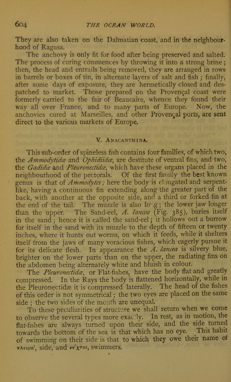 They are also taken on the Dalmatian coast, and in the neighbour- hood of Ragusa. The anchovy is only fit for food after being preserved and salted. The process of curing commences by throwing it into a strong brine ; then, the head and entrails being removed, they are arranged in rows in barrels or boxes of tin, in alternate layers of sait and fish ; finally, after some days of exposure, they are hermetically closed and des- patched to market. Those prepared pn the Provençal coast were formerly carried to the fair of Beaucaire, whence they found their way ail over France, and to many parts of Europe. Now, the anchovies cured at Marseilles, and other Provençal ports, are sent direct to the various markets of Europe. V. Anacanthina. This sub-order of spineless fish contains four families, of which two, the Ammodytidce and Ophidiidæ, are destitute of ventral fins, and two, the Gadidœ and Pleuronectidœ, which hâve these organs placed in the neighbourhood of the pectorals. Of the first farnily the best known genus is that of Ammodytes; here the body is elongated and serpent- like, having a continuons fin extending along lhe greater part of the back, with another at the opposite side, and a third or forked fin at the end of the ta.il. The muzzle is also lo\g; the lower jaw longer than the upper. The Sand-eel, A. lancea (Fig. 385), buries itself in the sand ; hence it is called the sand-eel ; it hollows out a burrow for itself in the sand with its muzzle to the depth of fifteen or twenty inches, where it hunts out worms, on which it feeds, while it shelters itself from the jaws of many voracious fishes, which eagerly pursue it for its délicate flesh. In appearance the A. lancea is silvery blue, brighter on the lower parts than on the upper, the radiating fins on the abdomen being alternately white and bluish in colour. The Pleuronectidœ, or Flat-fishes, hâve the body fiat and greatly compressed. In the Rays the body is flattened horizontally, while in the Pleuronectidæ it is compressed laterally. The head of the fishes of this order is not symmetrical ; the two eyes are placed on the same side ; the two sides of the mcuth are unequal. To these peculiarities of structure we shall return when we corne to observe the several types more exa^ly. In rest, as in motion, the flat-fishes are always turned upon their side, and the side turned towards the bottom of the sea is that which has no eye. This habit of swimming on their side is that to which they owe their name of wKtufid, side, and ve'xros, swimmers.