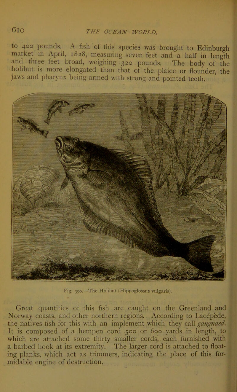 6io to 400 pounds. A fish of this species was brought to Edinburgh market in April, 1828, measuring seven feet and a half in length ancl thiee feet broad, weighing 320 pounds. The body of the holibut is more elongated than that of the plaice or flounder, the jaws and pharynx being armed with strong and pointed teeth. Fig. 390.—The Holibut (Hippoglossus vulgaris). Great quantities ot this fish are caught on the Groenland and Norway coasts, and other northern régions. According to Lacépède. the natives fish for this with an implement which they call gangnaed. Jt is composed of a hempen cord 500 or 600 yards in length, to which are attached sonie thirty smaller cords, each furnished with a barbed hook at its extremity. The larger cord is attached to float- ing planks, which act as trimmers, indicating the place of this for- midable engine of destruction.