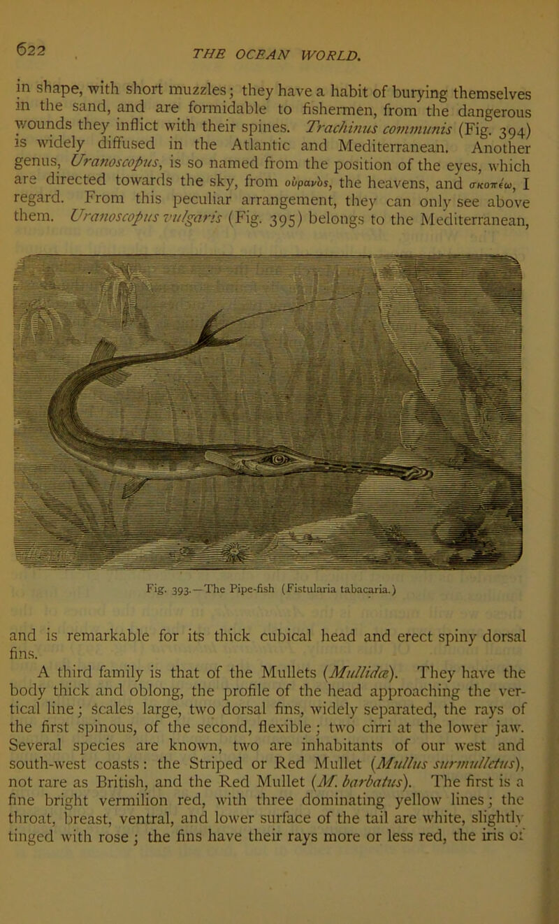 in shape, with short muzzles ; they hâve a habit of burying themselves in the sand, and are formidable to fishermen, from the dangerous y/ounds they inflict with their spines. Trachinus communis (Fig. 394) is widely diffused in the Atlantic and Mediterranean. Another genus, Uranos copus, is so named from the position of the eyes, which are directed towards the sky, from ovpavbs, the heavens, and o-Konéu, I regard. From this peculiar arrangement, they can only see above them. Uranoscopus vulgaris (Fig. 395) belongs to the Mediterranean, Fig. 393. —The Pipe-fish (Fistularia tabacaria.) and is remarkable for its thick cubical liead and erect spiny dorsal fins. A third family is that of the Mullets (Mullidœ). They hâve the body thick and oblong, the profile of the head approaching the ver- tical line ; scales large, two dorsal fins, widely separated, the rays of the first spinous, of the second, flexible ; two cirri at the lower jaw. Several species are known, two are inhabitants of our west and south-west coasts : the Striped or Red Mullet (Mu/lus siirmulIctus), not rare as British, and the Red Mullet (M. barbatus). The first is a fine bright vermilion red, with three dominating yellow lines ; the throat, breast, ventral, and lower surface of the tail are white, slightly tinged with rose ; the fins hâve their rays more or less red, the iris of