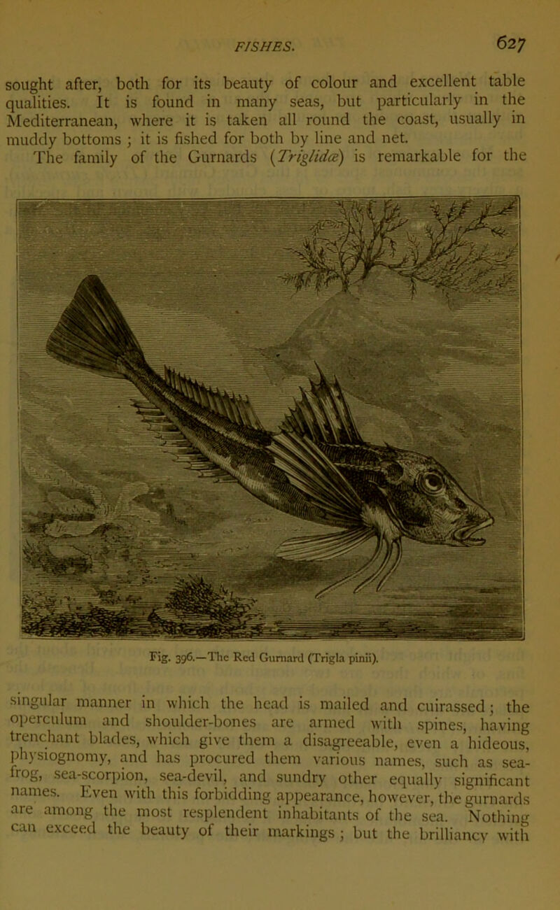 sought after, both for its beauty of colour and excellent table qualifies. It is found in many seas, but particularly in the Mediterranean, where it is taken ail round the coast, usually in muddy bottoms ; it is fished for both by line and net. The family of the Gumards ( Triglidœ) is remarkable for the Fig. 396.—The Red Gumard (Trigla pinii). singular manner in which the heacl is mailed and cuirassed ; the operculum and shoulder-bones are armed with spines, having trenebant blades, which give tliem a disagreeable, even a ’hideous, physiognomy, and has procured them various names, such as sea- frog, sea-scorpion, sea-devil, and sundry other equally significant names. Even with this forbidding appearance, however, the gurnards are among the most resplendent inhabitants of the sea. Nothing can exceed the beauty of their markings • but the brilliancy with