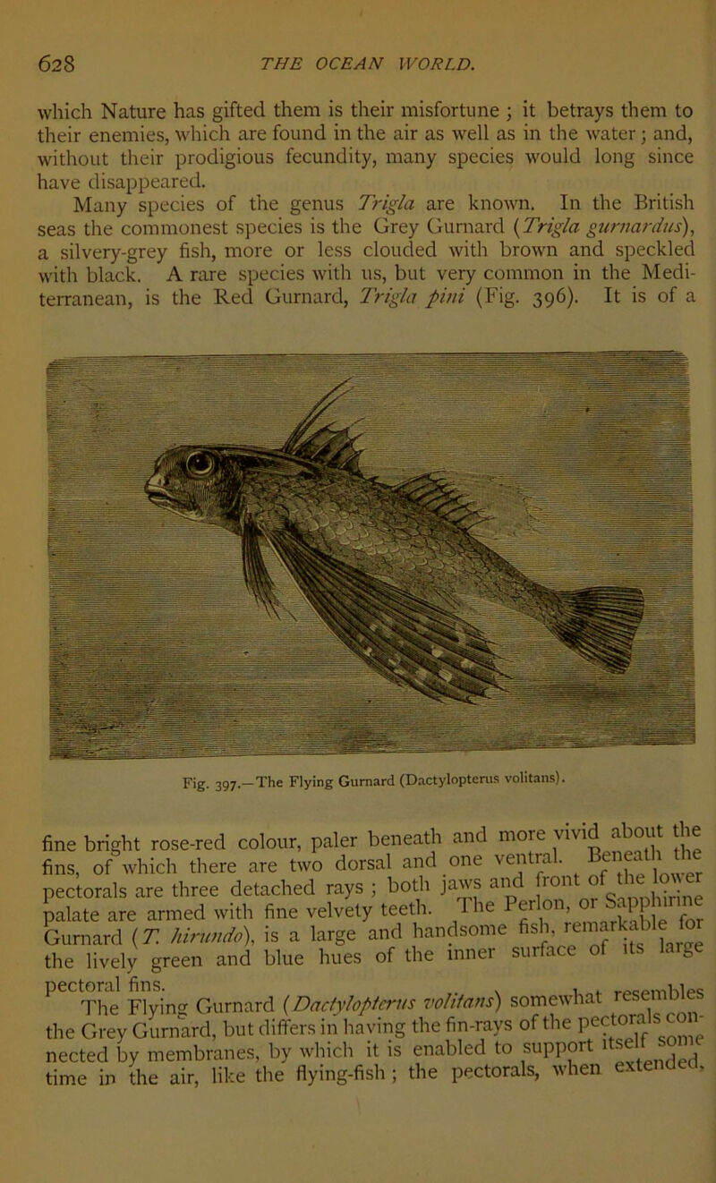 which Nature has gifted them is their misfortune ; it betrays theru to their enemies, which are found in the air as well as in the water ; and, without their prodigious fecundity, many species would long since hâve disappeared. Many species of the genus Trigla are known, In the British seas the commonest species is the Grey Gurnard (Trigla gurnardus), a silvery-grey fish, more or less clouded with brown and speckled vvith black. A rare species with 11s, but very comrnon in the Medi- terranean, is the Red Gurnard, Trigla pini (Fig. 396). It is of a Fig. 397.—The Flying Gurnard (Dactylopterus volitans). fine bright rose-red colour, paler beneath and more vivid about t e fins, of which there are two dorsal and one ventral. ®f tf^ n,ver pectorals are three detached rays ; both jaws and [ront of the lower palate are armed with fine velvety teeth. The I ci on, G Gurnard ( T. hirundo), is a large and handsome fish. ren^r^bl?' the lively green and blue hues of the inner surface of îts large pectoral fini Gurnard (Dactylopterus volitans) somcwhat resemb^s the Grey Gurnard, but differs in having the fin-rays of the Pc('t0' n S nected by membranes, by which it is enabled to support itselt somc time in the air, like the flying-fish ; the pectorals, when extende ,