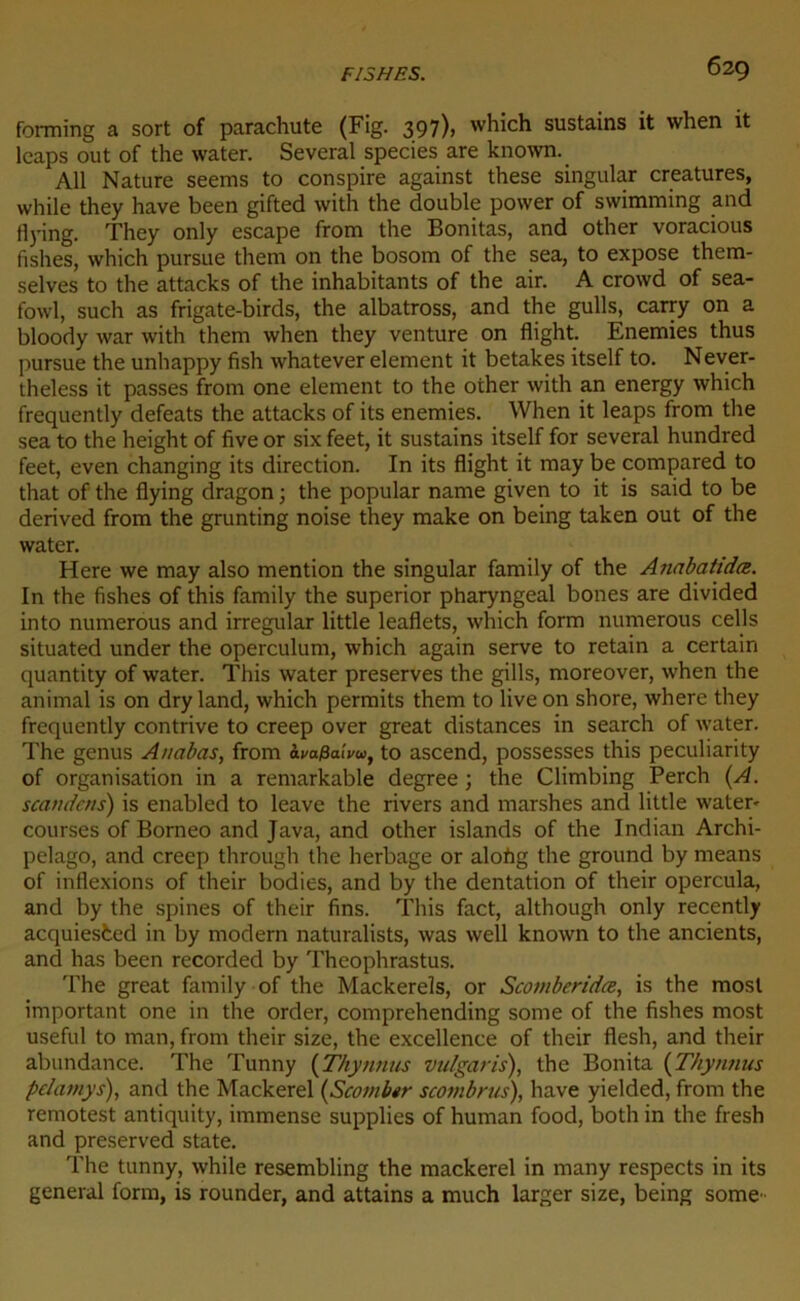 forming a sort of parachute (Fig. 397), vvhich sustains it when it leaps out of the water. Several species are known. Ail Nature seems to conspire against these singular créatures, while they hâve been gifted with the double power of swimming and flying. They only escape from the Bonitas, and other voracious fishes, which pursue them on the bosom of the sea, to expose them- selves to the attacks of the inhabitants of the air. A crowd of sea- fowl, such as frigate-birds, the albatross, and the gulls, carry on a bloody war with them when they venture on flight. Enemies thus pursue the unhappy fish whatever element it betakes itself to. Never- theless it passes from one element to the other with an energy which frequently defeats the attacks of its enemies. When it leaps from the sea to the height of five or six feet, it sustains itself for several hundred feet, even changing its direction. In its flight it may be compared to that of the flying dragon ; the popular name given to it is said to be derived from the grunting noise they make on being taken out of the water. Here we may also mention the singular family of the Anabatidæ. In the fishes of this family the superior pharyngeal boues are divided into numerous and irregular little leaflets, which form numerous cells situated under the operculum, which again serve to retain a certain quantity of water. This water préserves the gills, moreover, when the animal is on dry land, which permits them to live on shore, where they frequently contrive to creep over great distances in search of water. The genus Anabas, from àvaPalvw, to ascend, possesses this peculiarity of organisation in a remarkable degree ; the Climbing Perch (A. scandcns) is enabled to leave the rivers and marshes and little water- courses of Bornéo and Java, and other islands of the Indian Archi- pelago, and creep through the herbage or alohg the ground by means of inflexions of their bodies, and by the dentation of their opercula, and by the spines of their fins. This fact, although only recently acquiested in by modem naturalists, was well known to the ancients, and lias been recorded by Theophrastus. The great family of the Mackerels, or Sconiberidæ, is the mosl important one in the order, comprehending some of the fishes most useful to man, from their size, the excellence of their flesh, and their abundance. The Tunny (Thymus vulgaris), the Bonita (Thynnus pelamys), and the Mackerel (Scomber scotnbrus), hâve yielded, from the remotest antiquity, immense supplies of human food, both in the fresh and preserved State. The tunny, while resembling the mackerel in many respects in its general form, is rounder, and attains a much larger size, being some-