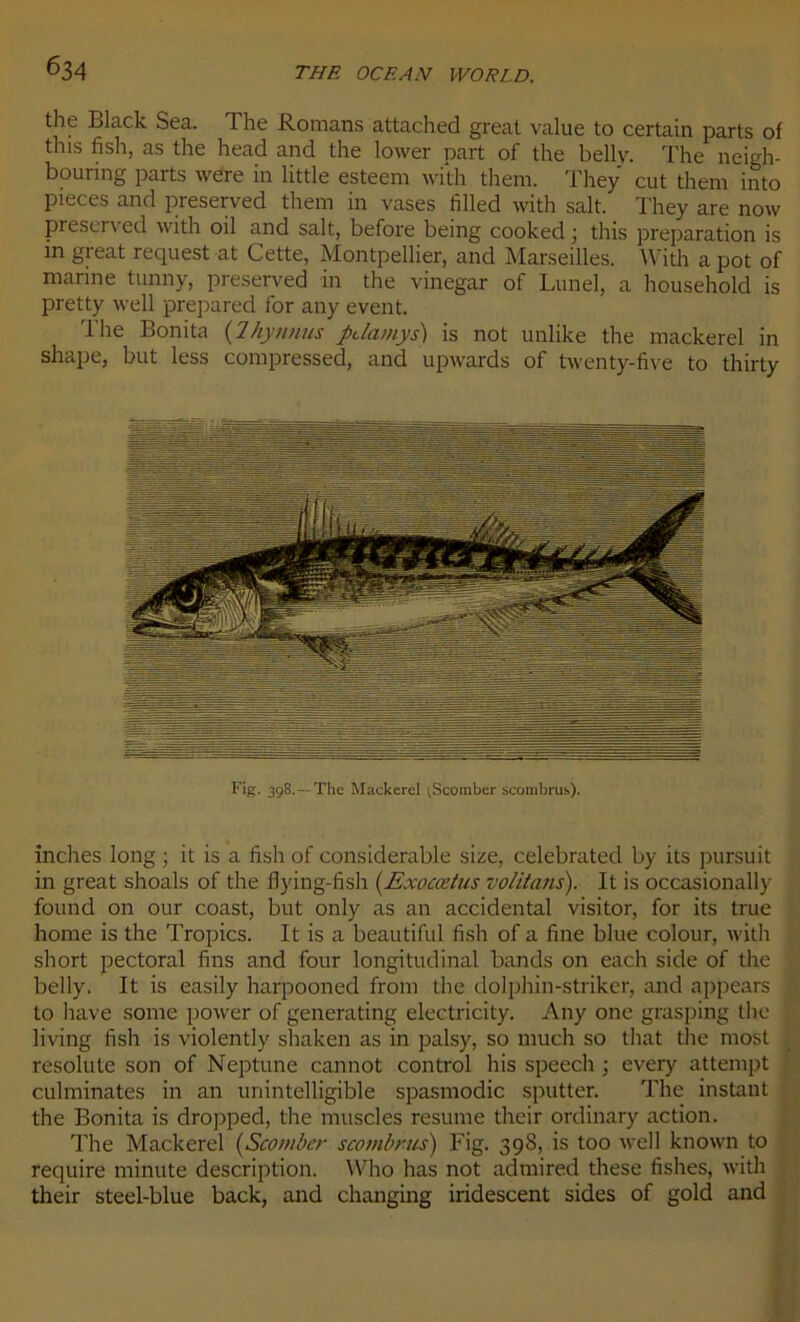 the Black Sea. 1 he Romans attached gréai value to certain parts of tins fish, as the head and the lower part of the belly. The neigh- bouring parts were in little esteem with them. They eut them into pièces and preserved them in vases filled with sait. They are now preserved with oil and sait, before being cooked ; this préparation is in great request at Cette, Montpellier, and Marseilles. With a pot of marine tunny, preserved in the vinegar of Lunel, a household is pretty well prepared for any event. lhe Bonita (Ihynnus pdamys) is not unlike the mackerel in shape, but less compressed, and upwards of twenty-five to thirty Fig-. 398.—The Mackerel tScoinber scombrus). inches long ; it is a fish of considérable size, celebrated by its pursuit in great shoals of the fiying-fish (Exocœtus volitans). It is occasionally found on our coast, but only as an accidentai visitor, for its true home is the Tropics. It is a beautiful fish of a fine blue colour, with short pectoral fins and four longitudinal bands on each side of the belly. It is easily harpooned from the dolphin-striker, and appears to hâve some power of generating electricity. Any one grasping the living fish is violently shaken as in palsy, so much so that the most résolu te son of Neptune cannot control his speech ; every attempt culminâtes in an unintelligible spasmodic sputter. The instant the Bonita is dropped, the muscles résumé their ordinary action. The Mackerel (Scomber scombrus) Fig. 398, is too well known to require minute description. VVho lias not admired these fishes, with their steel-blue back, and changing iridescent sides of gold and