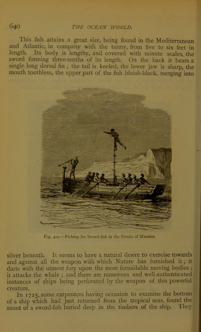 This fish attains a great size, being found in the Mediterranean and Atlantic, in company with the tunny, from five to six feet in length. Its body is lengthy, and covered with minute scales, the syvord forming three-tenths of its length. On the back it bears a single long dorsal fin ; the tail is keeled, the lower jaw is sharp, the mouth toothless, the upper part of the fish bluish-black, merging into Fig. 400.—Fishing for Sword-fish in the Straits of Mcssina. silver beneath. It seems to hâve a natural desire to exercise towards and against ail the weapon with which Nature lias furnished it ; it darts with the utmost fury upon the most formidable moving bodies ; it attacks the whale ; and there are numerous and well-authenticated instances of ships being perforated by the weapon of this powerful créature. In 1725, some carpenters having occasion to examine the bottom of a ship which had just returned from the tropical seas, found the snout of a sword-fish buried deep in the timbers of the ship. Tliey