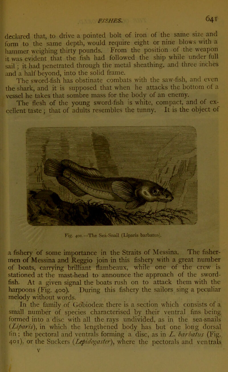 64Î dcclared that, to drive a pointed boit of iron of the same size and fonn to the same depth, would require eight or nine blows with a hammer weighing thirty pounds. From the position of the weapon it was évident that the fish had followed the ship while under full sail ; it had penetrated through the métal sheathing, and three inches and a half beyond, into the solid frame. The sword-fish has obstinate combats with the saw-fish, and even the shark, and it is supposed that when lie attacks the bottom of a vessel he takes that sombre mass for the body of an enemy. The flesh of the young sword-fish is white, compact, and of ex- cellent taste ; that of adults resembles the tunny. It is the object of Fi. 401.—The Seà-Snail (Liparis barbatus). a fishery of some importance in the Straits of Messina. The fisher- men of Messina and Reggio join in this fishery with a great number of boats, carrying brilliant flambeaux, while one of the crew is stationed at the mast-head to announce the approach of the sword- fish. At a given signal the boats rush on to attack them with the harpoons (Fig. 400). During this fishery the sailors sing a peculiar melody without words. In the family of Gobiodeæ there is a section which consists of a small number of species characterised by their ventral fins being formed into a dise with ail the rays undivided, as in the sea-snails (Liparis), in which the lengthened body has but one long dorsal fin ; the pectoral and ventrals forming a dise, as in Z. barbatus (Fig. 401). or the Suckers (Lepidogaster), where the pectorals and ventrals