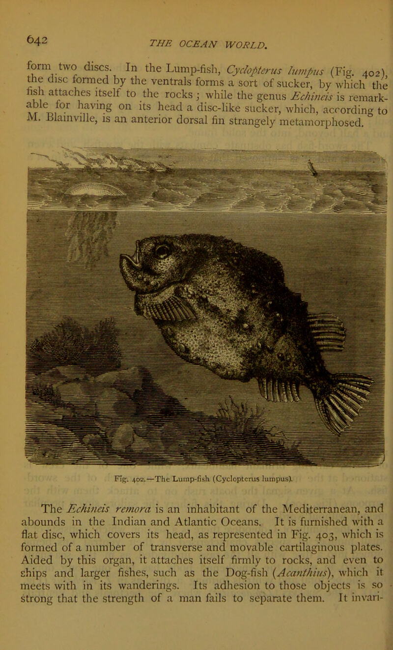 fomi two dises. In the Lump-fish, Cyclopterus lumpus (Fig. 402) the dise formed by the ventrals forms a sort of sucker, by which the hsh attaches îtself to the rocks ; while the genus Echineis is remark- üi °r iavi”& 011 its head a disc-like sucker, which, acrording to JV1. Blainville, is an anterior dorsal fin strangely metamorphosed. Fig. 402.—The Lump-fish (Cyclopterus lumpus). The Echineis rémora is an inhabitant of the Mediterranean, and abounds in the Indian and Atlantic Océans. It is furnished with a fiat dise, which covers its head, as represented in Fig. 403, which is formed of a number of transverse and movable cartilaginous plates. Aided by this organ, it attaches itself firmly to rocks, and even to ships and larger fishes, such as the Dog-fish (Acanthius), which it meets with in its wanderings. Its adhesion to those objects is so strong that the strength of a man fails to separate them. It invari-