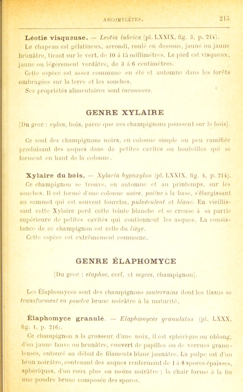 2 Liéotie visqueuse. — Leotia liibrica (pl. LXXIX, fig. 3, p. 21i). Le cluipoitii est gclatincux, iiiToiiili, rouli' rii dessous, jauiio ou jatiiio brunâtre, tirant sur le vert, de 10 à 15 millimètres. Le pied est vis([ueux, jaune ou li'gOreiueul verdâtre, de 3 à 6 oeutiniètres. Cidte espère est assez couuiuiue eu été et autoinue dans les forêts ombragées sur la teri'e et les souches. Ses lU'Oiiriétés aliuientaii'es sont GENRE XYLAIRE [Du grec : x>jlon, bois, [lai'ia^ (|uo eos champignons poussent sur le bois]. Ce sont des champignons noirs, eu colouue simple ou peu ramifiée ju’oduisnnt des asques dans de peliles ca\ité'S ou houleillcs ipn su forment eu haut de ta colonne. Xylaire du bois. — Xylaria hypoxylon (pl. L.XXl.X. fig. 4, p. 2I4J. Ce champignon se li-ouve. eu aulomue et au printemps, sur les si>uches. 11 est foi'im' d'une colonni' noire, poi/ue la hase, s'élargissant au sommet qui est souvent fourchu, pulvérulent et blanc. En vieillis- sant cette Xylaire |)crd celte teinte blanche (d se creuse à sa partie supérieure de petites cavilés qui coutienneul les asi[ucs. La consis- tance de ce champignon est celle du liège. Cctti' opère est extrêluemeid commune. GENRE ÉLAPHOMYCE [Du grec : elaplios, ceid, et myces, cham[iignou]. Le- Elaphouivces sont des chaiiqiignons souterrains dont les tissus sc transforment en poudre brune noirâtre à la inalurit('u Élaphomyce granulé. — Elaphomyces r/ranulatus (pl. LXXX, fig. t. p. 216;. Ce cham[)ignou a la grosseur d'une noi.x, il est sphéiàipie ou oblong, irim jaune brunâtre, couvert de [latiilles ou de verrues granu- leuses, entouré' au d('hut de filaments blanc jaunât ce. La pul|)i' est d'un brun murât l’iq contenant des as(|ues reuformautde 1 à 8 spores épaiss(!s, sphériques, il'im roux plus ou moins noii’âlre ; la chair forim^ à la tin une pomiro brune composée des .spores.