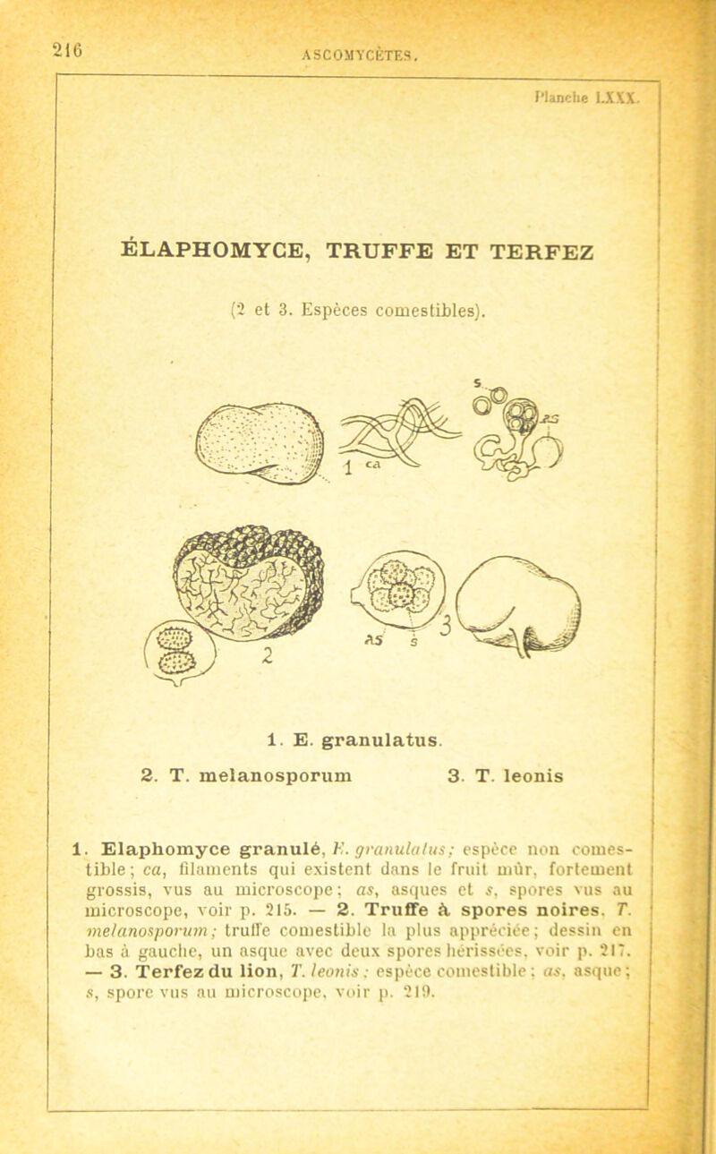f’ianclie I.XXX. ÉLAPHOMYCE, TRUFFE ET TERFEZ 1. E. granulatus. 2. T. melanosporum 3. T. leonis 1. Elaphomyce grunulé, E. gvanutalus; espèce non comes- tible; ca, filuinents qui existent dans le fruit unir, fortement grossis, vus au microscope ; as, asques et spores vus au microscope, voir p. 215. — 2. Truffe à. spores noires. T. melanosporum; trulfe comestible la plus appréciée; dessin en bas à gauche, un asque avec deux spores hérissées, voir p. 217. — 3. Terfezdu lion, T. leonis: espèce comestible; as, asque; s, spore vus au microscope, voir j). 219.