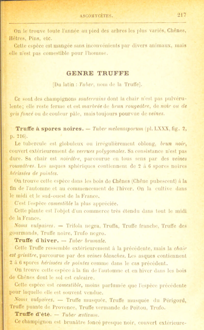 On le trouve toute l’année au jiied des ai'bres les |dus variés, Chênes, Hêtres, Pins, etc. Cette espèce est mangée sans inconvénients par divers animaux, mais elle n’est j>as comestible pour riiomme. GENRE TRUFFE [Du latin : Tiiber, nom de la Trutle]. Ce sont des champignons souterrains dont la chair n’est pas pulvéru- lente; elle reste ferme et est marbrée dr brun rougeâtre, de noir ou de gris foncé ou de couleur pâle, mais toujours pourvue de veines. Truffe à spores noires. — Tuber melanosporum (pl. LXXX, fig. 2, p. 216). Le tubercule est globuleux ou irrégulièrement oblong, brun noir, couvert extéi'ieurement de verrues polygonales. Sa consistance n’est pas dure. Sa chair est noirâtre, parcourue en tous sens jiar des veines roussâtres. Les asques s.pliéricpies conticnneiu de 2 à 6 spores noires hérissées de pointes. On trouve cette espèce dans les bois de Chênes (Chêne pubescent) à la fin de l'automne et au commencement de l'hiver. On la cultive dans le midi et le sud-ouest de la France. C'est l'espèce comestible la plus appréciée. Cette plante est l'objet d'un commerce très étendu dans tout le midi de la France. yoms vulgaires. — ïrifola nogra, Trull'a, Truffe franche. Truffe des gourmands, Truffe noire, Trufo ncgro. Truffe d hiver. — Tuber brumale. Cette Truffe ressemble extéi'ieurement à la précédente, mais la chair est grisâtre, parcourue par des veines blanches. Les asques contiennent 2 à 6 spores hérissées de pointes comme dans le cas précédent. On trouve cette espèce à la tin de l'automne et en hiver dans les bois de Chênes dont le sol est calcaire. Cette espèce est comestible, moins parfmm'e <pio l’espèce lu'écédente pour laquelle elle est souvent vcmlue. Noms vulgaires. — Truffe musquée. Truffe musquée du Périgord, Trufle puante de Provence, Truffe vcrmande de Poitou, Trufo. Truffe d’été. — Tuber æslivum. Ce chamjiignon est bi'unâtre foncé pres([ue noir, couvert extérieure-