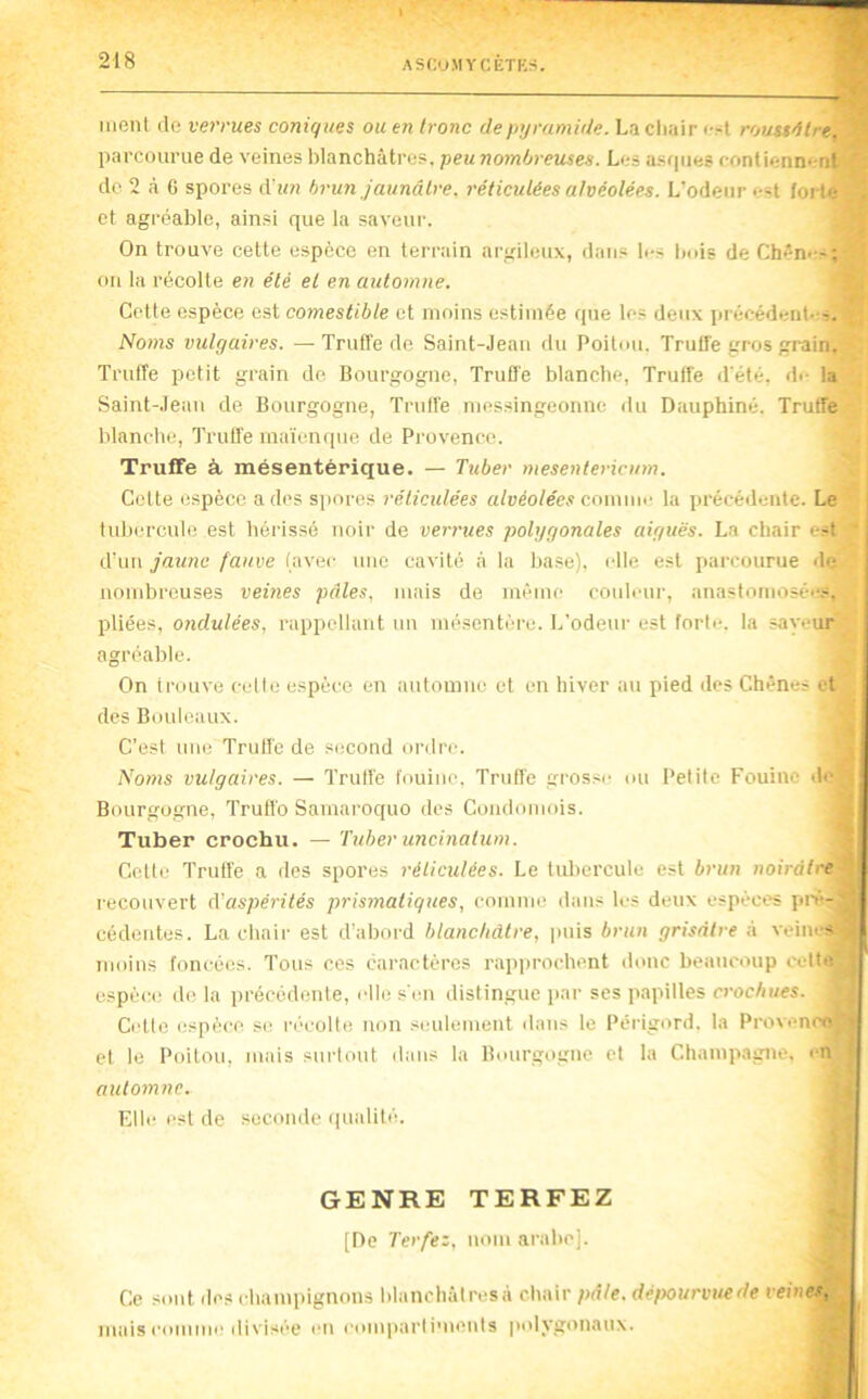 ment de verrues coniques ou en tronc de pyramide. La cliair i-st roussdlre, parcourue de veines blanchâtres, peu nombreuses. Les a.s<|iies contiennent de 2 à G spores d'»?) brun jaunâtre, réticulées alvéolées. L’odeur est forte et agréable, ainsi que la saveur. On trouve cette espèce en terrain argileux, dans les bois de Chèn>-: on la récolte en été et en automne. Cette espèce est comestible et moins estimée que les deux in écédent--^. Noms vulgaires. — Truffe de Saint-Jean du Poitou. Truffe gros grain. Truffe petit grain de Bourgogne, Truffe blanche. Truffe (rété. d<- la Saint-Jean de Bourgogne, Truffe messingeonne du Dauphiné. Truffe blanche, Trutl'e maïenque de Provence. Truffe à mésentérique. — Tuber mesentericum. Celte espèce a des spores réticulées alvéolées comwa- la précédente. Le tidn'i'cule est hérissé noir de verrues polygonales aiguës. La chair e^t d'un jaune fauve (avec une cavité à la base), elle est parcourue de nombreuses veines pâles, mais de iin’-me couleur, anastnniosée>, pliées, ondulées, l'appellant un mésent('“re. L’odeur est forte, la saveur agréable. On trouve celte espèce en automne et en hiver au pied des Chênes et des Bouleaux. C’est une Truffe de second ordre. Noms vulgaires. — Truffe fouine. Truffe grosse ou Petite Fouine de Bourgogne, Truffe Sarnaroquo des Condomois. Tuber crochu. — Tuber uncinatiim. Cette Truffe a des spores réticulées. Le tubercule est brun noirâtre recouvert (Yaspérités prismatiques, comme dans les deux espèces pi’é- cédentes. La chair est d’abord blanchâtre, puis brun grisâtre à veine-v* moins foncées. Tous ces caractères rap])rochent donc beaucoup cette espèc,(( d(! la précédente, elle s'en distingue par scs papilles crochues. Cette espèce se r(‘eolte non seulement dans le Périgord, la Provence et le Poitou, mais surtout dans la Bourgogne et la Champagne, en automne. Elle est de seconde (pialité. Ce sont des champignons blanchâlresà chair pâte. dé/Murvuede veines, mais comme divisée en ('ompartiuients pidygonaux. GENRE TERFEZ [De Terfez, nom arabe].
