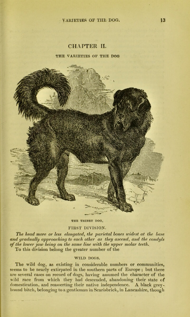 CHAPTER II. THE VARIETIES OF THE DOG THE THIBET DOG. FIRST DIVISION. The head more or less elongated, the parietal hones widest at the base and gradually approaching to each other as they ascend, and the condyls of the lower jaw being on the same line with the upper molar teeth. To this division belong the greater number of the WILD DOGS. The wild dog, as existing in considerable numbers or communities, seems to be nearly extirpated in the southern parts of Europe ; but tliere are several cases on record of dogs, having assumed the character of the wild race from which they had descended, abandoning their state of flomestication, and reasserting tlieir native independence. A black grey- lionnd bitcli, belonging to a gentleman in Scarisbrick, in Lancashire, though