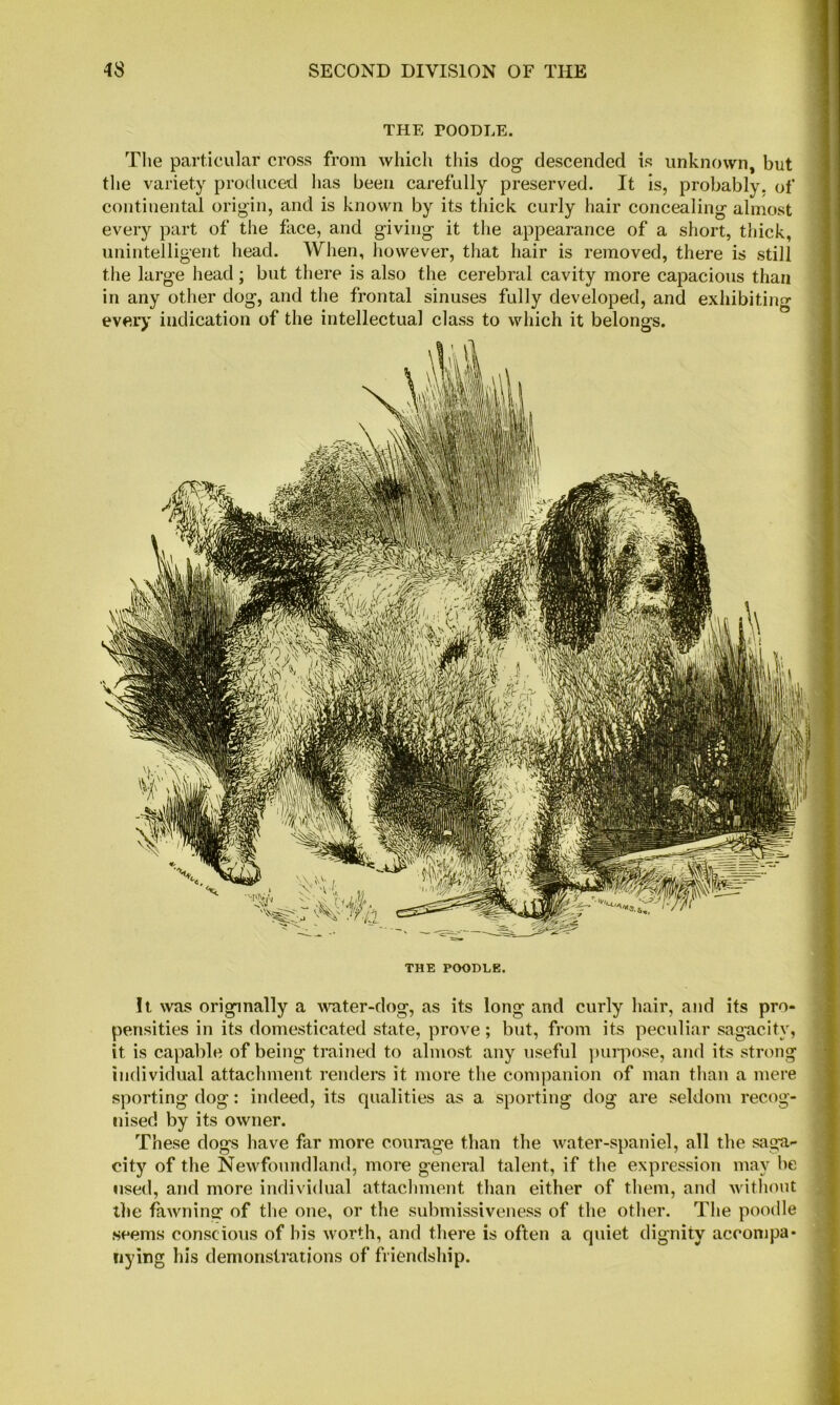 THE rOODLE. Tlie particular cross from which this dog descended is unknown, but tlie variety proiluced has been carefully preserved. It is, probably, of continental origin, and is known by its thick curly hair concealing almost every part of the face, and giving it the appearance of a short, thick, unintelligent head. When, however, that hair is removed, there is still the large head; but there is also the cerebral cavity more capacious than in any other dog, and the frontal sinuses fully developed, and exhibiting every indication of the intellectual class to which it belongs. THE POODLE. It was originally a ^vater-dog, as its long and curly hair, and its pro- pensities in its domesticated state, prove; but, from its peculiar sagacity, it is capable of being trained to almost any useful ]mi-]iose, and its strong individual attachment renders it more the companion of man than a mere sporting dog: indeed, its qualities as a sporting dog are seldom recog- nised by its owner. These dogs have far more courage than the water-spaniel, all the saga- city of the Newfoundland, more general talent, if the expression may be used, and more individual attachment than either of them, and without I tlie fawninsr of the one, or the submissiveness of the other. The poodle seems conscious of his worth, and there is often a quiet dignity acconipa- | iiying his demonstrations of friendship. |