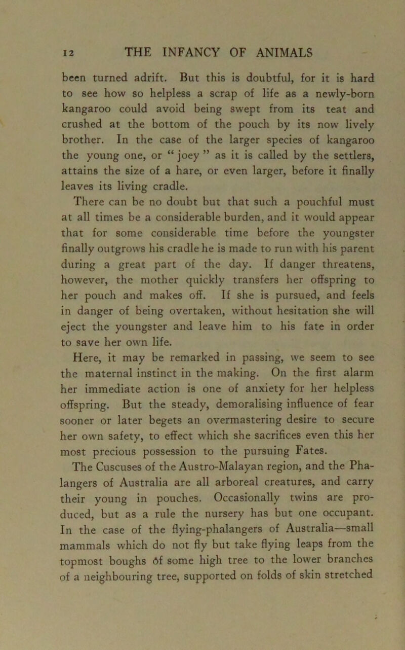 been turned adrift. But this is doubtful, for it is hard to see how so helpless a scrap of life as a newly-born kangaroo could avoid being swept from its teat and crushed at the bottom of the pouch by its now lively brother. In the case of the larger species of kangaroo the young one, or “ joey ” as it is called by the settlers, attains the size of a hare, or even larger, before it finally leaves its living cradle. There can be no doubt but that such a pouchful must at all times be a considerable burden, and it would appear that for some considerable time before the youngster finally outgrows his cradle he is made to run with Iris parent during a great part of the day. If danger threatens, however, the mother quickly transfers her offspring to her pouch and makes off. If she is pursued, and feels in danger of being overtaken, without hesitation she will eject the youngster and leave him to his fate in order to save her own life. Here, it may be remarked in passing, we seem to see the maternal instinct in the making. On the first alarm her immediate action is one of anxiety for her helpless offspring. But the steady, demoralising influence of fear sooner or later begets an overmastering desire to secure her own safety, to effect which she sacrifices even this her most precious possession to the pursuing Fates. The Cuscuses of the Austro-Malayan region, and the Pha- langers of Australia are all arboreal creatures, and carry their young in pouches. Occasionally twins are pro- duced, but as a rule the nursery has but one occupant. In the case of the flying-phalangers of Australia—small mammals which do not fly but take flying leaps from the topmost boughs df some high tree to the lower branches of a neighbouring tree, supported on folds of skin stretched