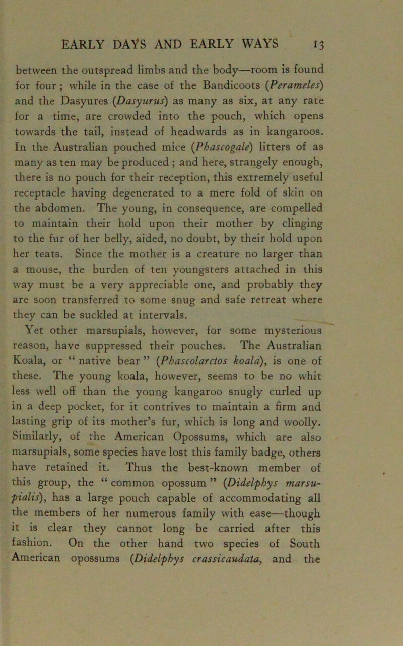 between the outspread limbs and the body—room is found for four ; while in the case of the Bandicoots (Perameles) and the Dasyures (Dasyurus) as many as six, at any rate for a time, are crowded into the pouch, which opens towards the tail, instead of headwards as in kangaroos. In the Australian pouched mice (Phascogale) litters of as many as ten may be produced ; and here, strangely enough, there is no pouch for their reception, this extremely useful receptacle having degenerated to a mere fold of skin on the abdomen. The young, in consequence, are compelled to maintain their hold upon their mother by clinging to the fur of her belly, aided, no doubt, by their hold upon her teats. Since the mother is a creature no larger than a mouse, the burden of ten youngsters attached in this way must be a very appreciable one, and probably they are soon transferred to some snug and safe retreat where they can be suckled at intervals. Yet other marsupials, however, for some mysterious reason, have suppressed their pouches. The Australian Koala, or “ native bear ” (Phascolarctos koala), is one of these. The young koala, however, seems to be no whit less well off than the young kangaroo snugly curled up in a deep pocket, for it contrives to maintain a firm and lasting grip of its mother’s fur, which is long and woolly. Similarly, of the American Opossums, which are also marsupials, some species have lost this family badge, others have retained it. Thus the best-known member of this group, the “ common opossum ” (Didelphys marsu- pialis), has a large pouch capable of accommodating all the members of her numerous family with ease—though it is clear they cannot long be carried after this fashion. On the other hand two species of South American opossums (Didelphys crassicaudala, and the